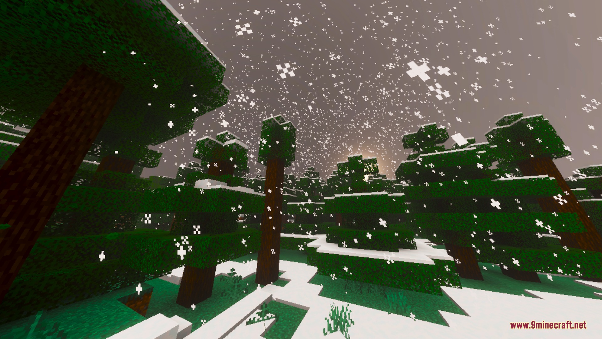 Heavy snow falling over a dense spruce forest with snow covered ground