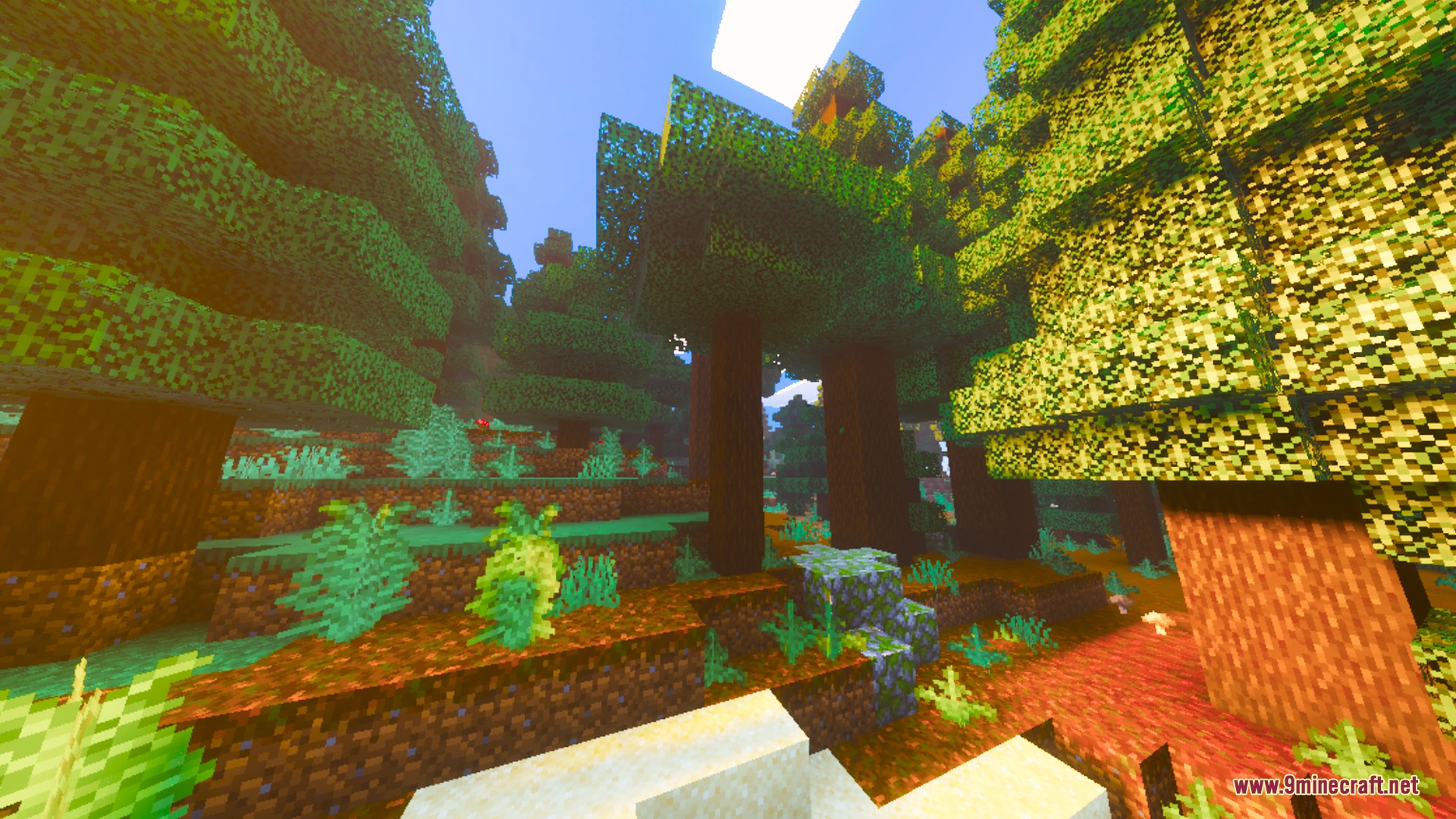 Warm saturated sunlight shines through tall spruce trees in a lush biome