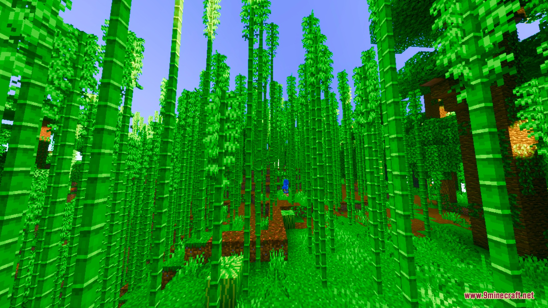 Vibrant green bamboo stalks grow densely in a bright and colorful forest