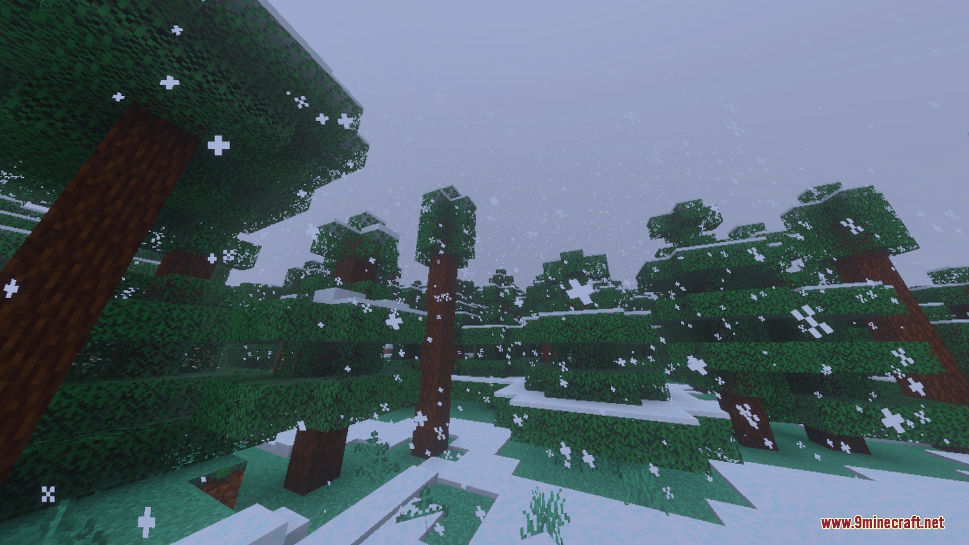 Snowy spruce forest with white snowflakes falling over the cold winter landscape