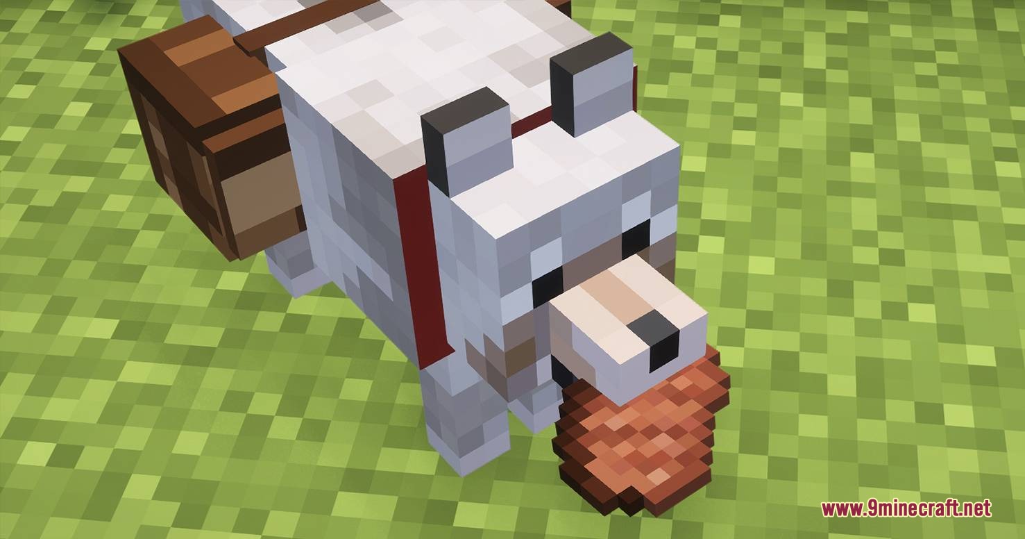 A tamed wolf with a red collar wearing a saddlebag holding raw beef