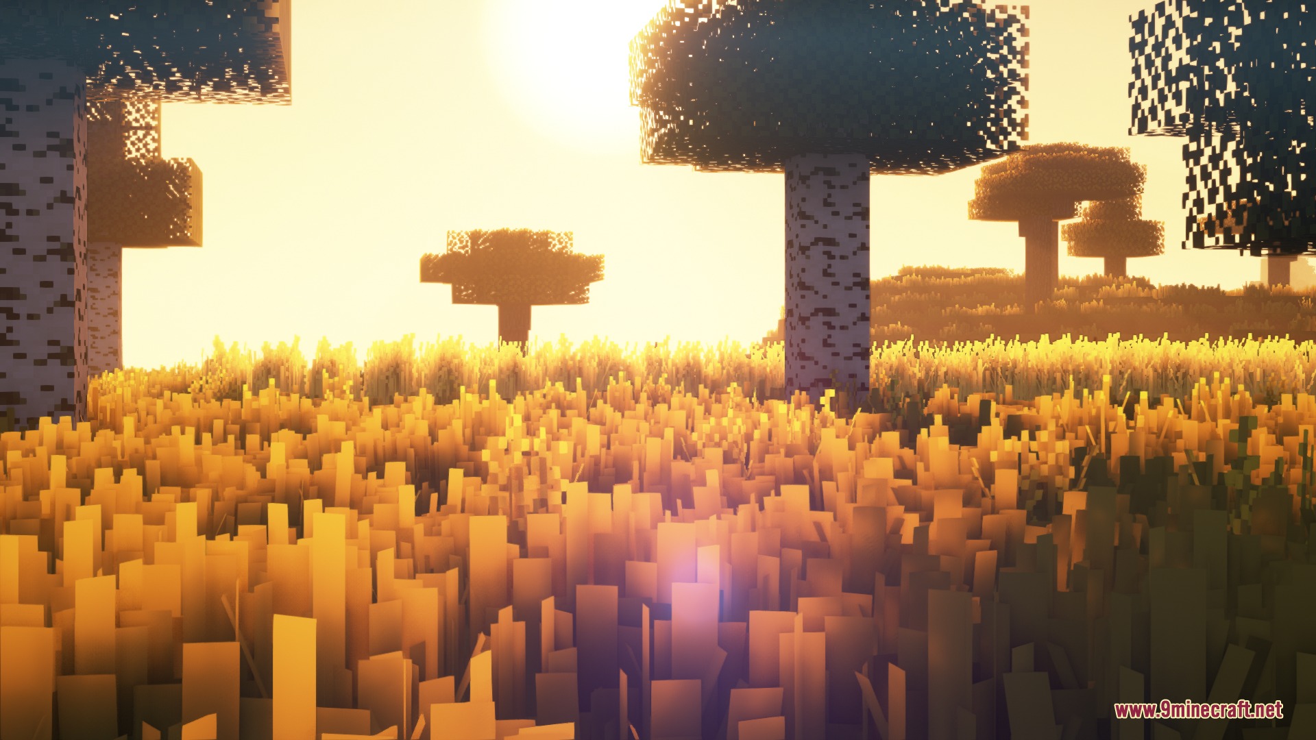 A beautiful sunset over a golden field of grass and birch trees