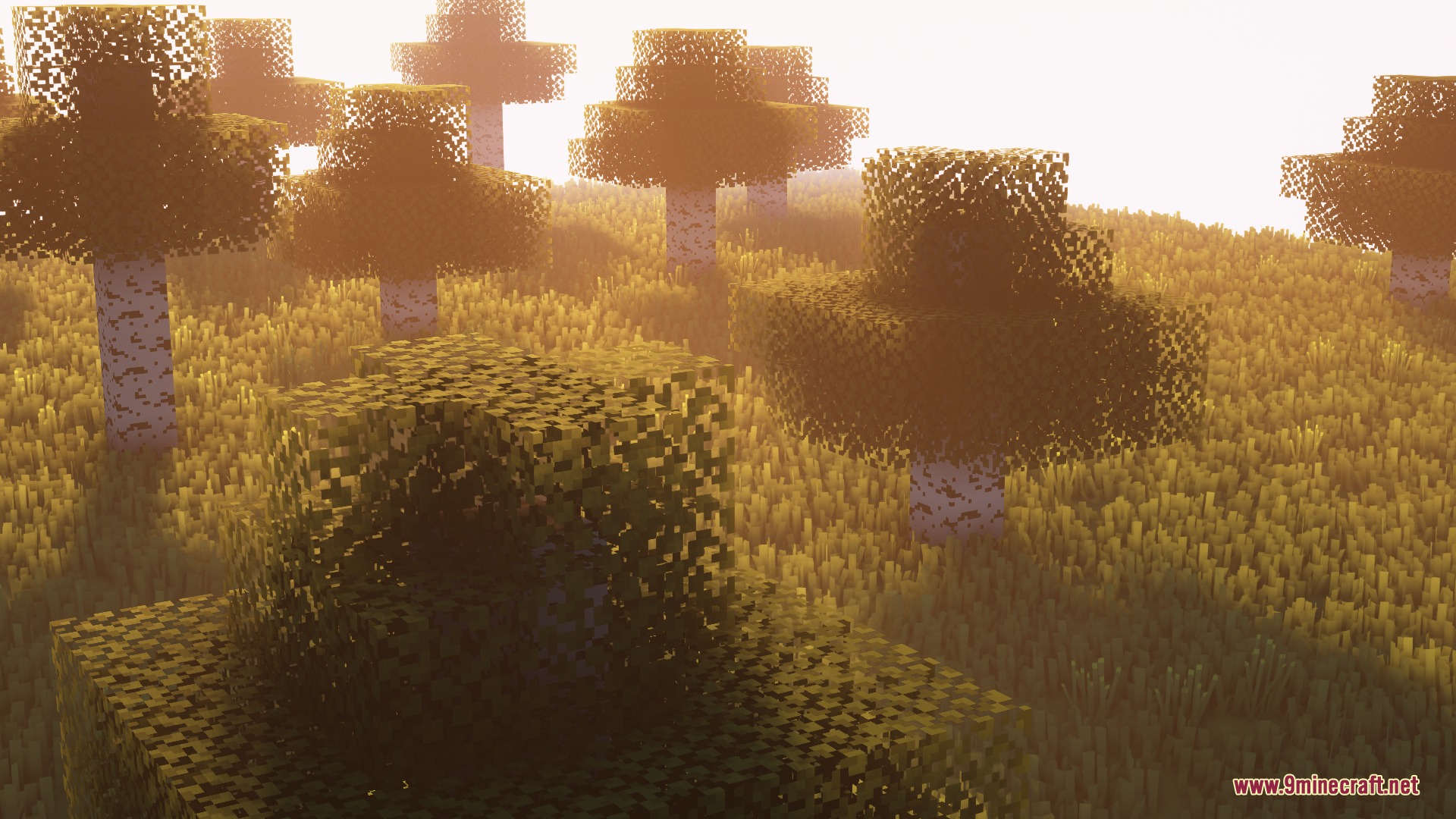 Birch trees in a field of tall grass under a soft golden sunset