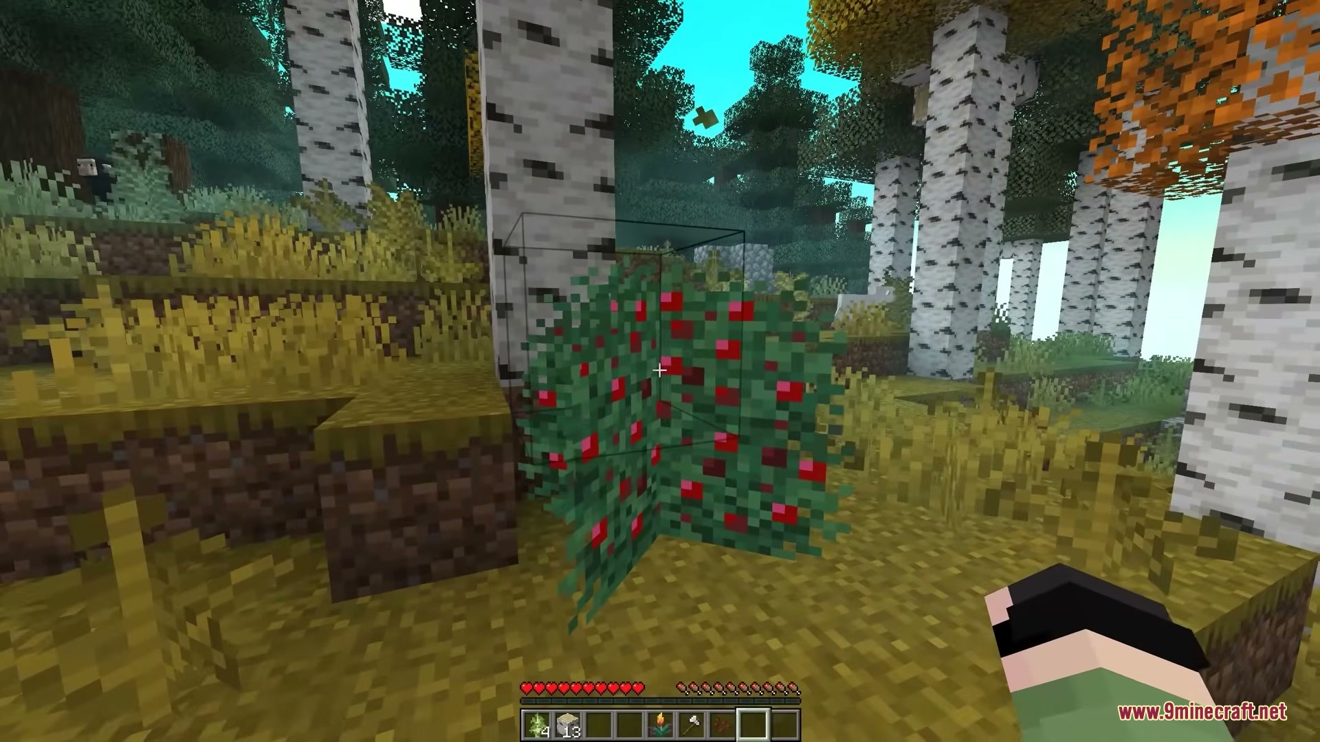 Sizeable Foliage Mod Screenshot 1 A player looking at a large sweet berry bush in a birch forest