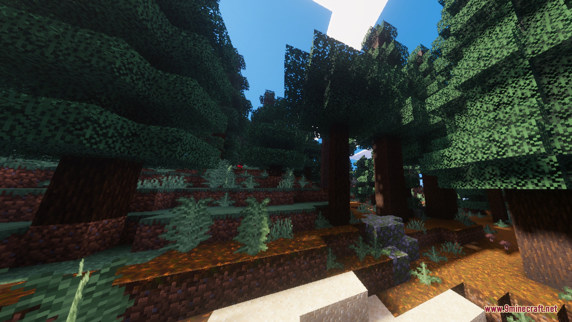 Solaris Visuals Shader Screenshot 7 Solaris Visuals provides cinematic lighting for a dense spruce forest with podzol ground