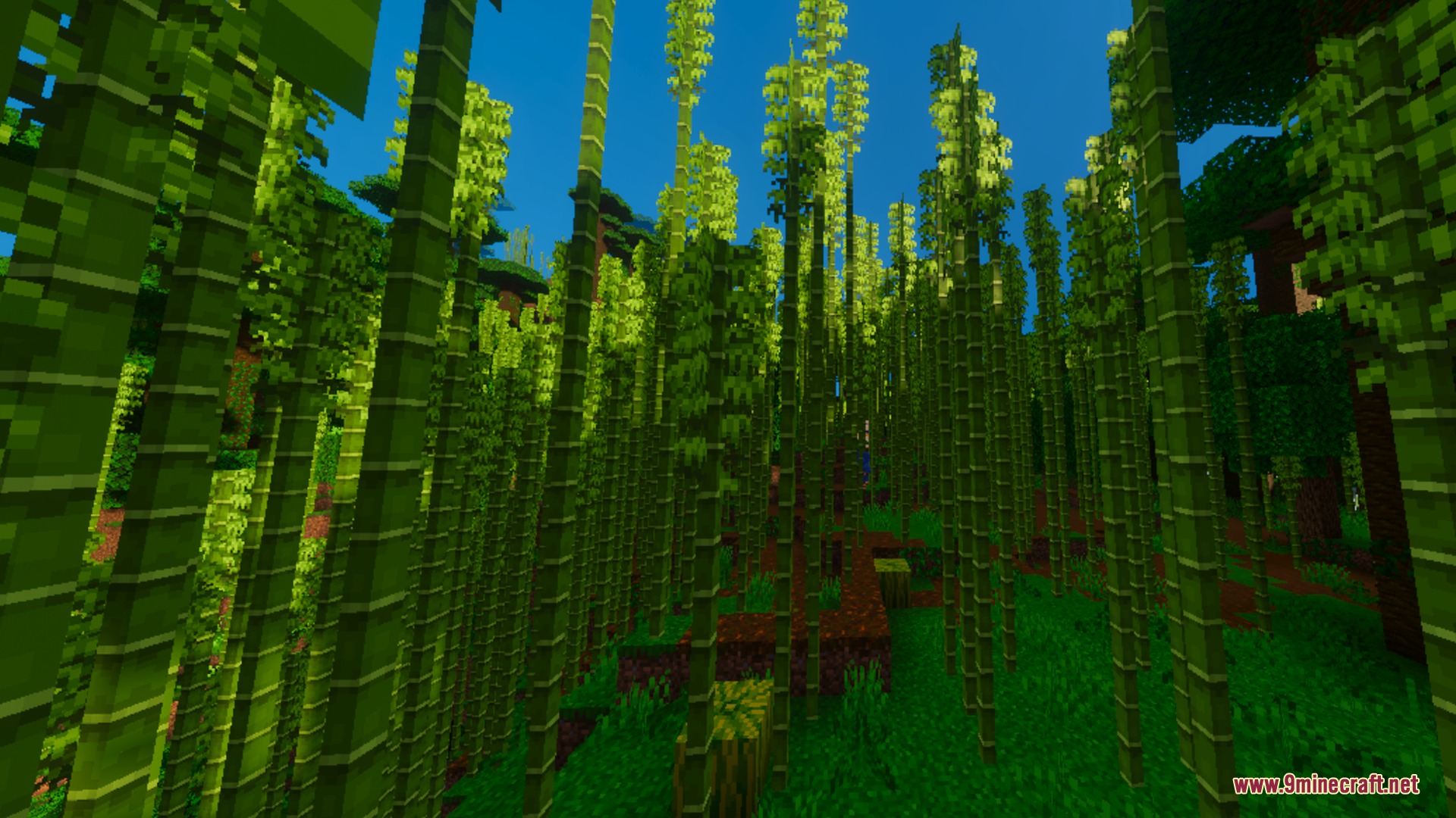 Solaris Visuals Shader Screenshot 8 Vibrant bamboo jungle with tall green stalks reaching toward the clear blue sky