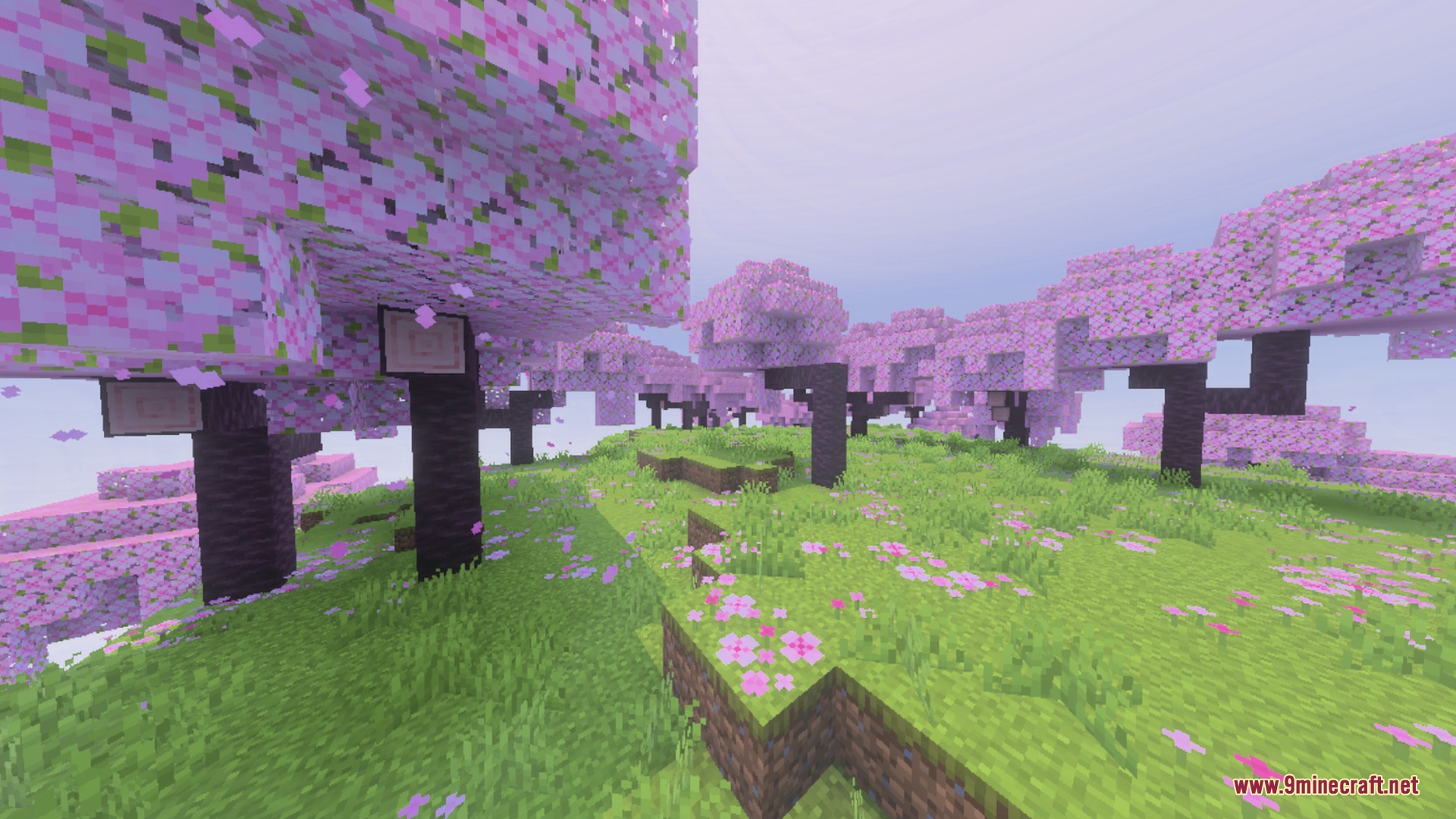 Cherry blossom grove with soft lighting and pink petals on the ground