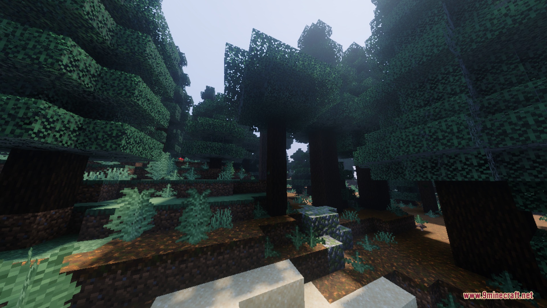 Summerset Visuals Shader Screenshot 7 Dense spruce forest with tall trees and mossy ground under a soft sky