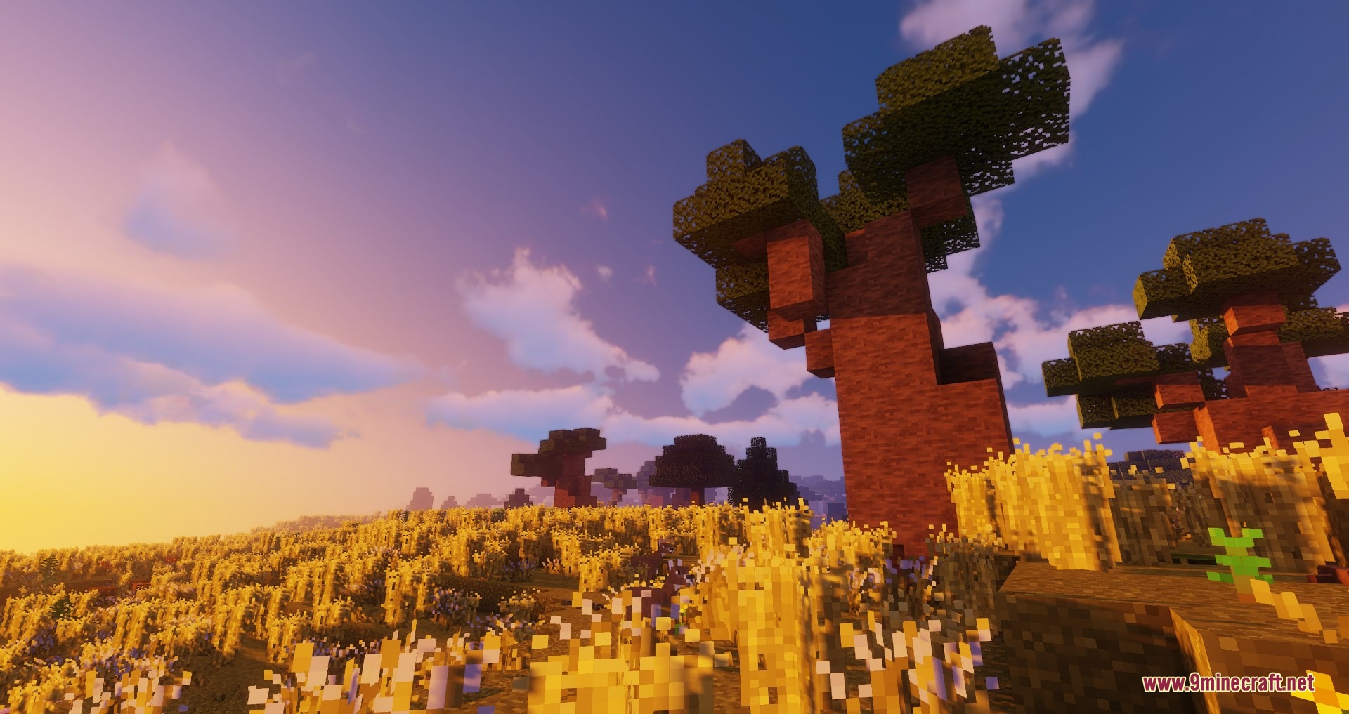 Large Baobab trees standing in a golden field during a beautiful sunset