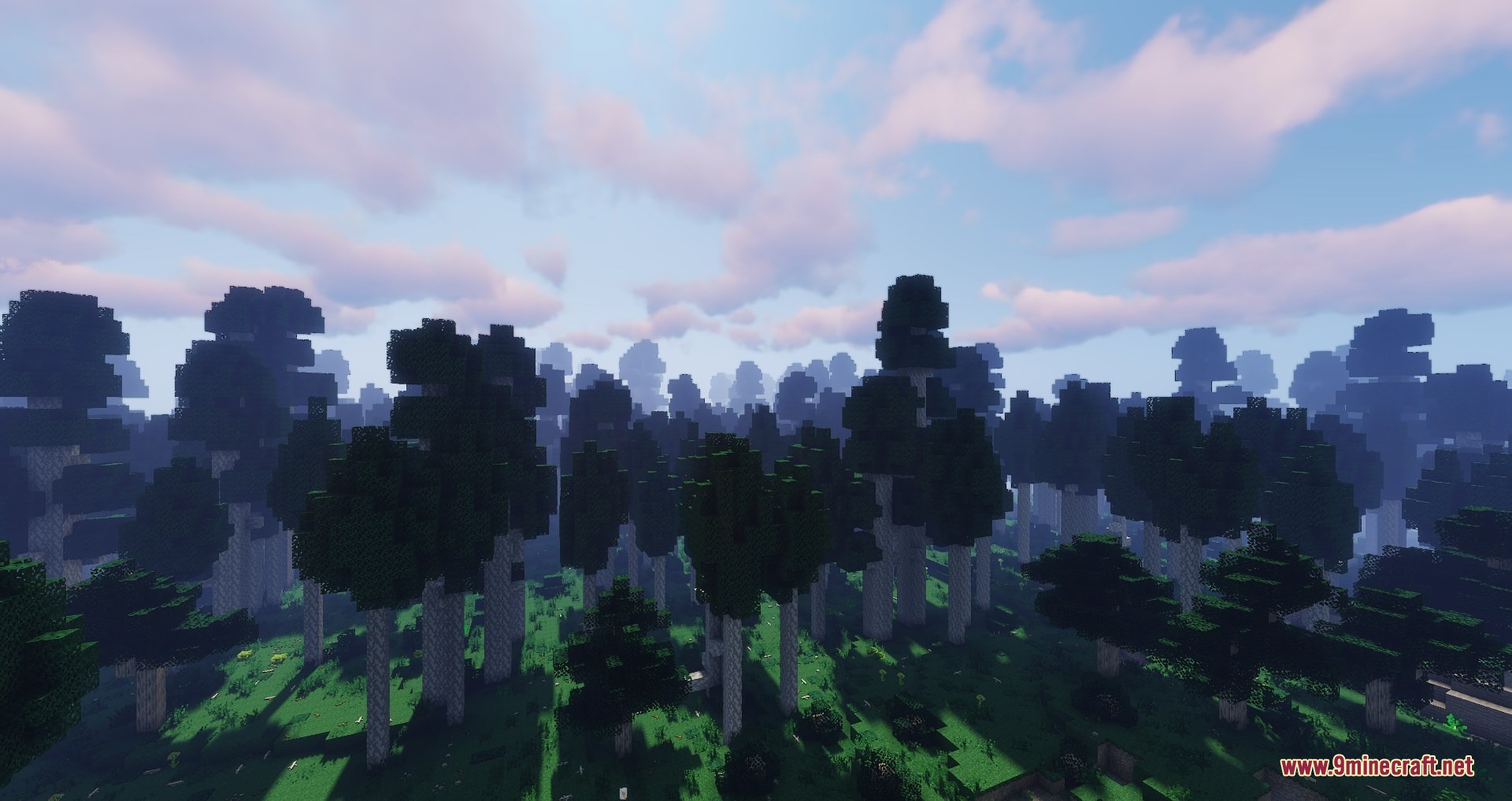 A dense forest of tall trees under a bright blue cloudy sky