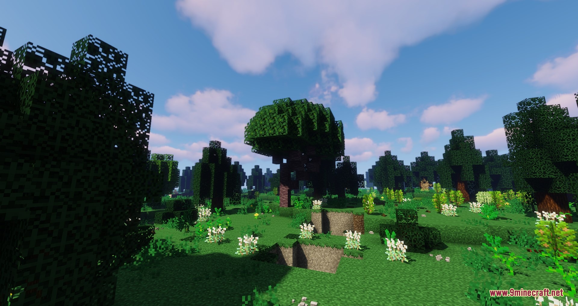 Lush green forest with diverse tree species and blooming white flowers