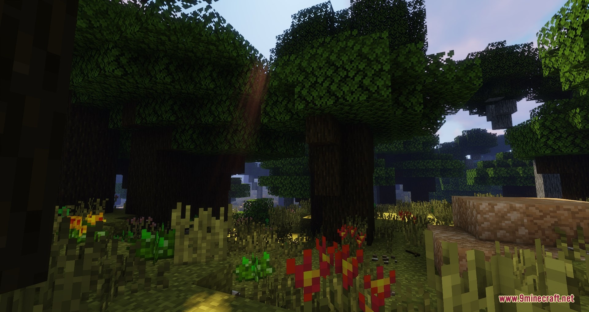 Gigantic old growth trees tower over colorful spring flowers in a dense forest