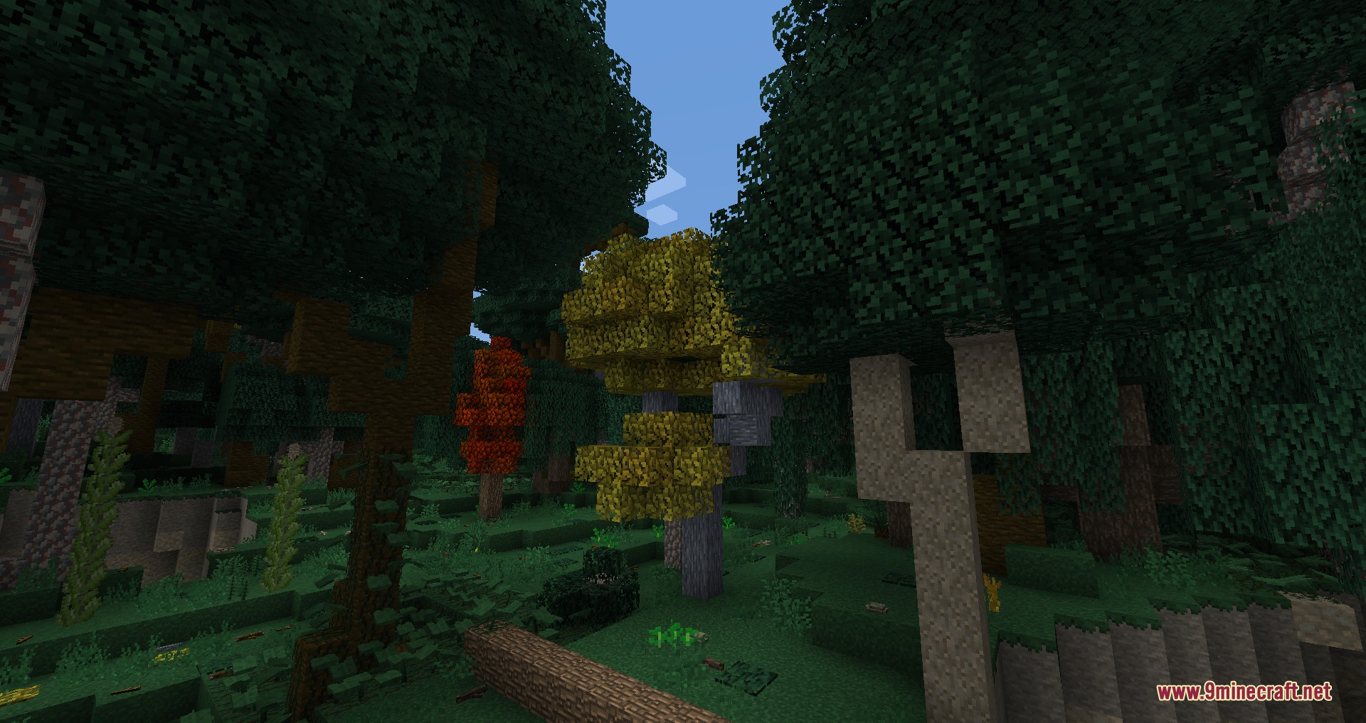Colorful trees with yellow and orange leaves stand in a dense forest