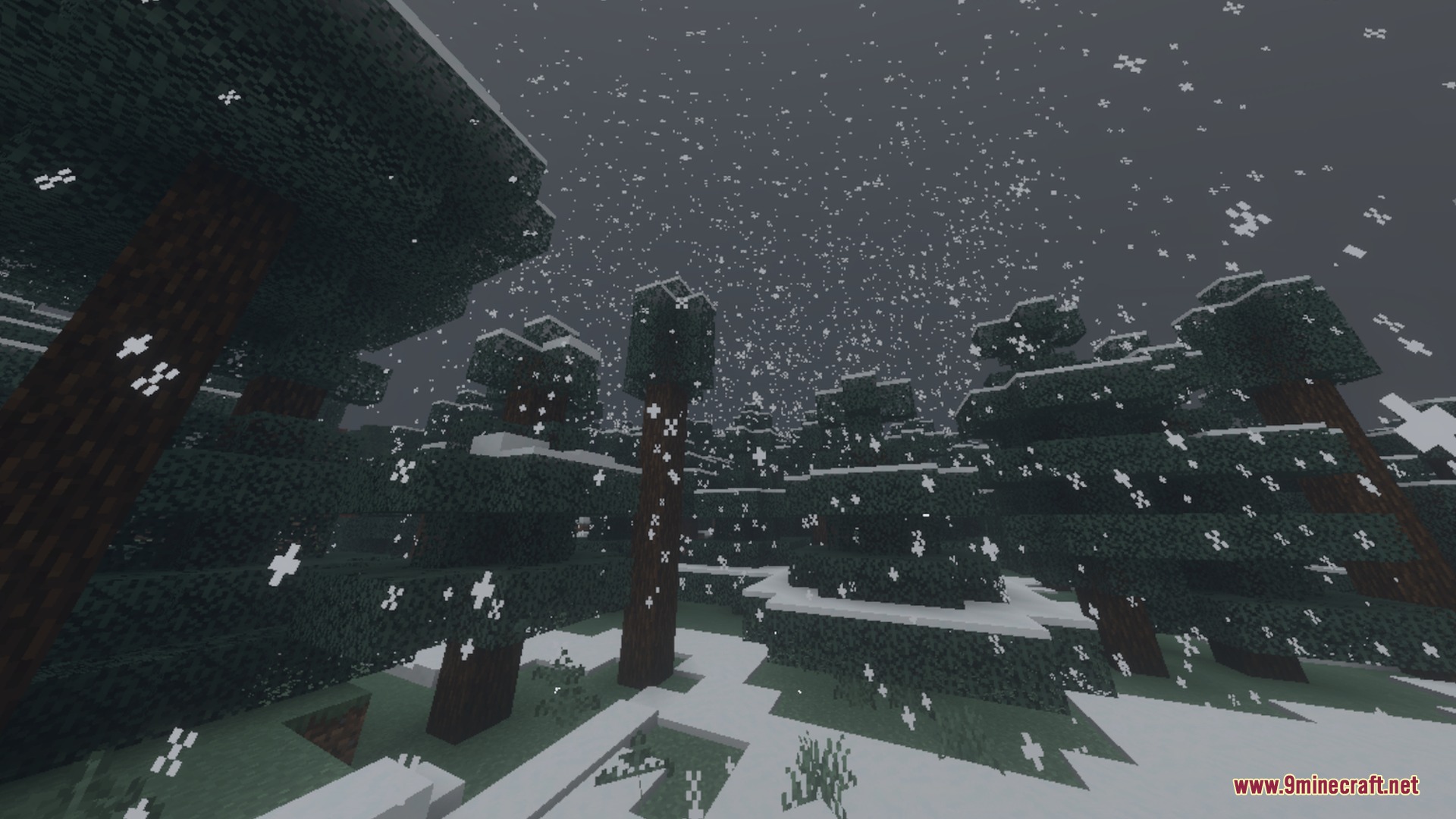 Snow falling over a dense spruce forest during a cold winter night