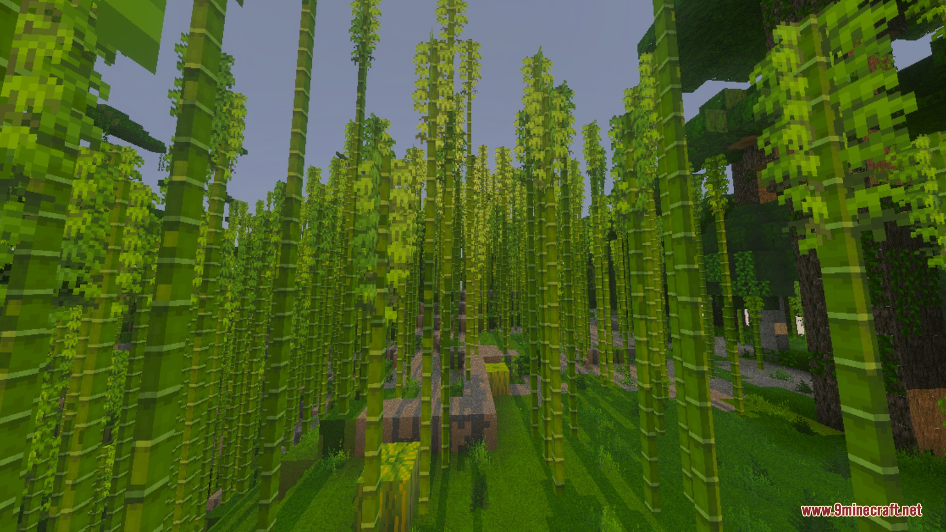 Ultimate Shaders Screenshot 8 Tall green bamboo stalks grow densely in a lush forest with bright environment colors