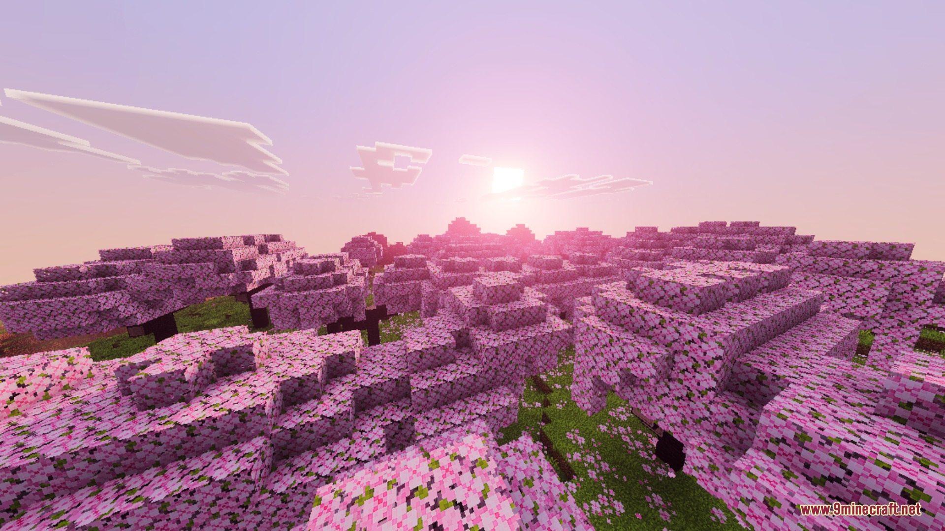 Pink cherry blossom trees glowing under a warm cinematic sunset with volumetric rays