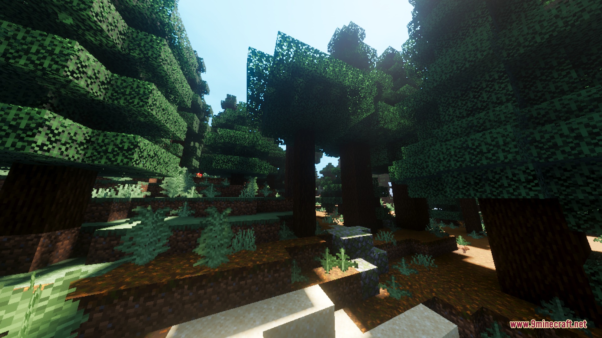 Visuals PLUS Shader Screenshot 8 Tall spruce trees in a dense forest with realistic lighting and soft shadows