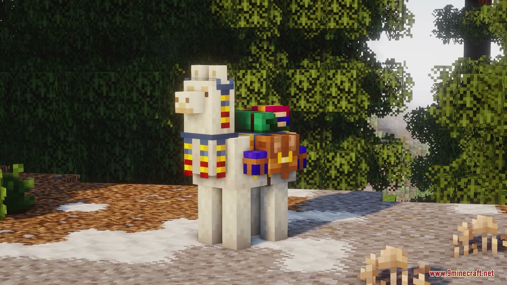 White llama wearing colorful trader decorations and leather packs on a path