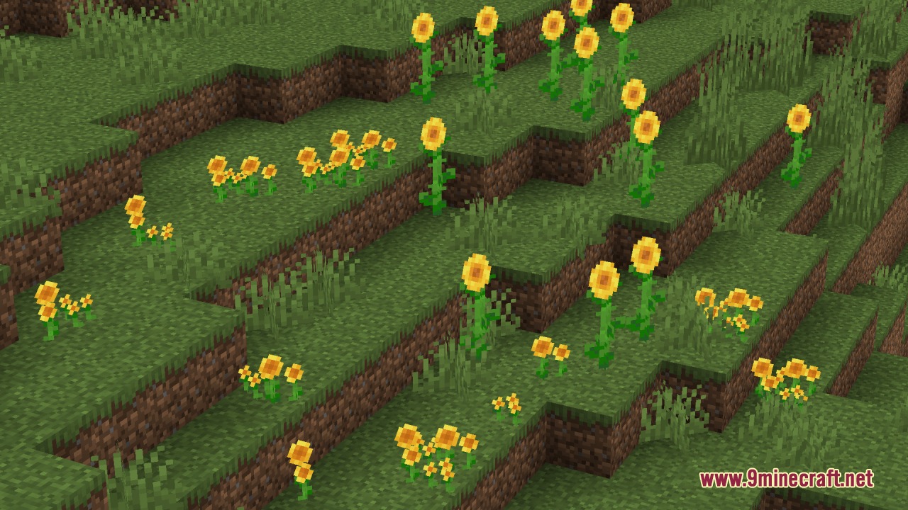 Sunflowers and small yellow blossoms growing on a tiered grassy hillside