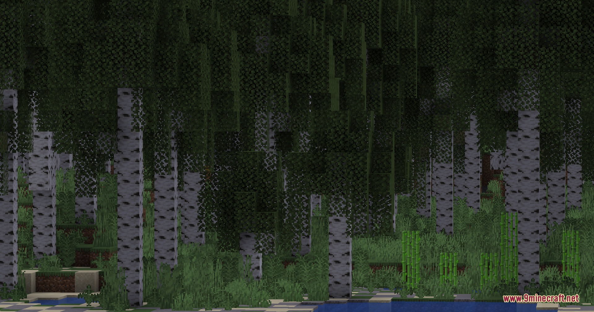 Wildwood Topography Mod Screenshot 5 Tall birch trees with white bark standing in a lush green forest biome
