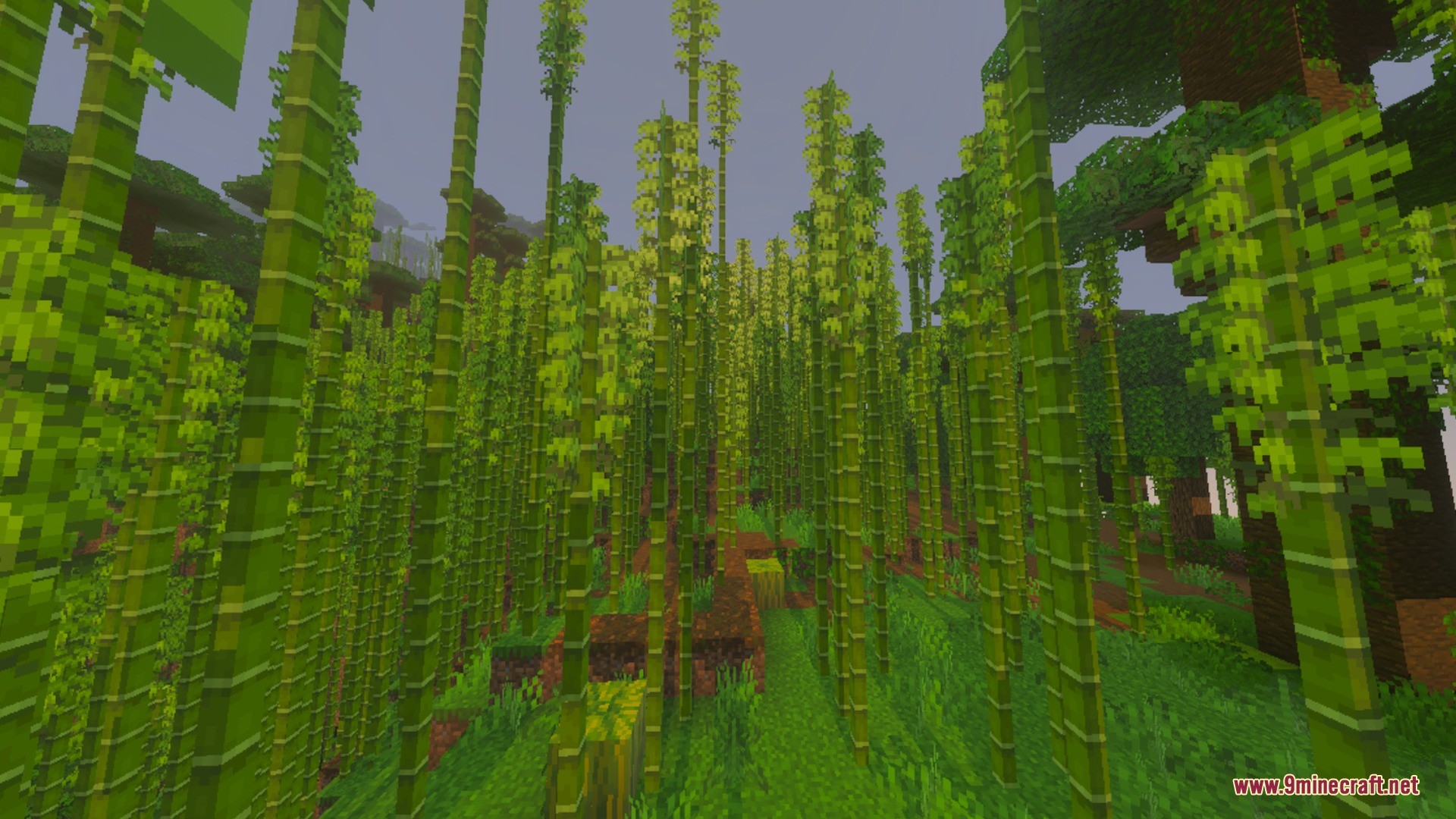 X-ray Plus+ Shader Screenshot 9 Tall green bamboo stalks growing densely in a lush Minecraft jungle forest biome