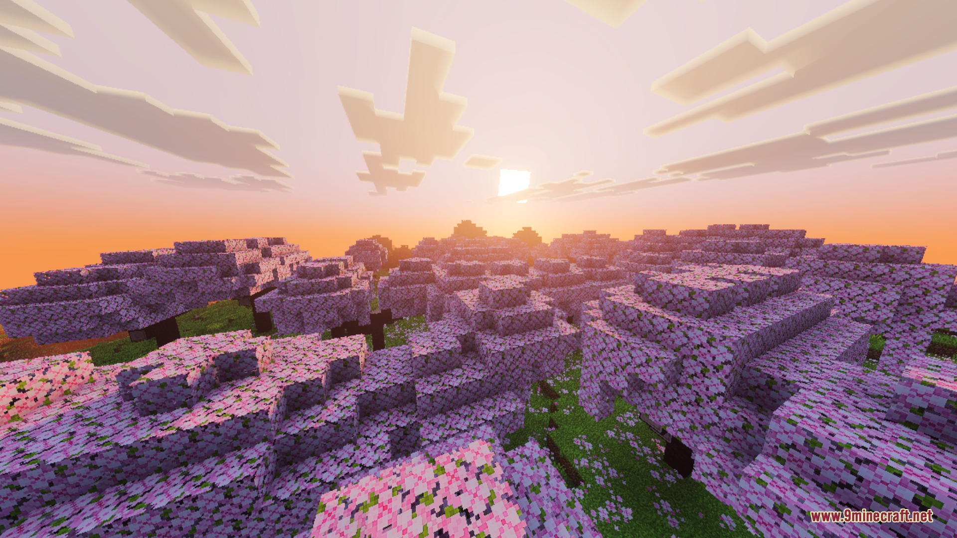 A lush cherry blossom forest bathed in warm sunlight during a sunset