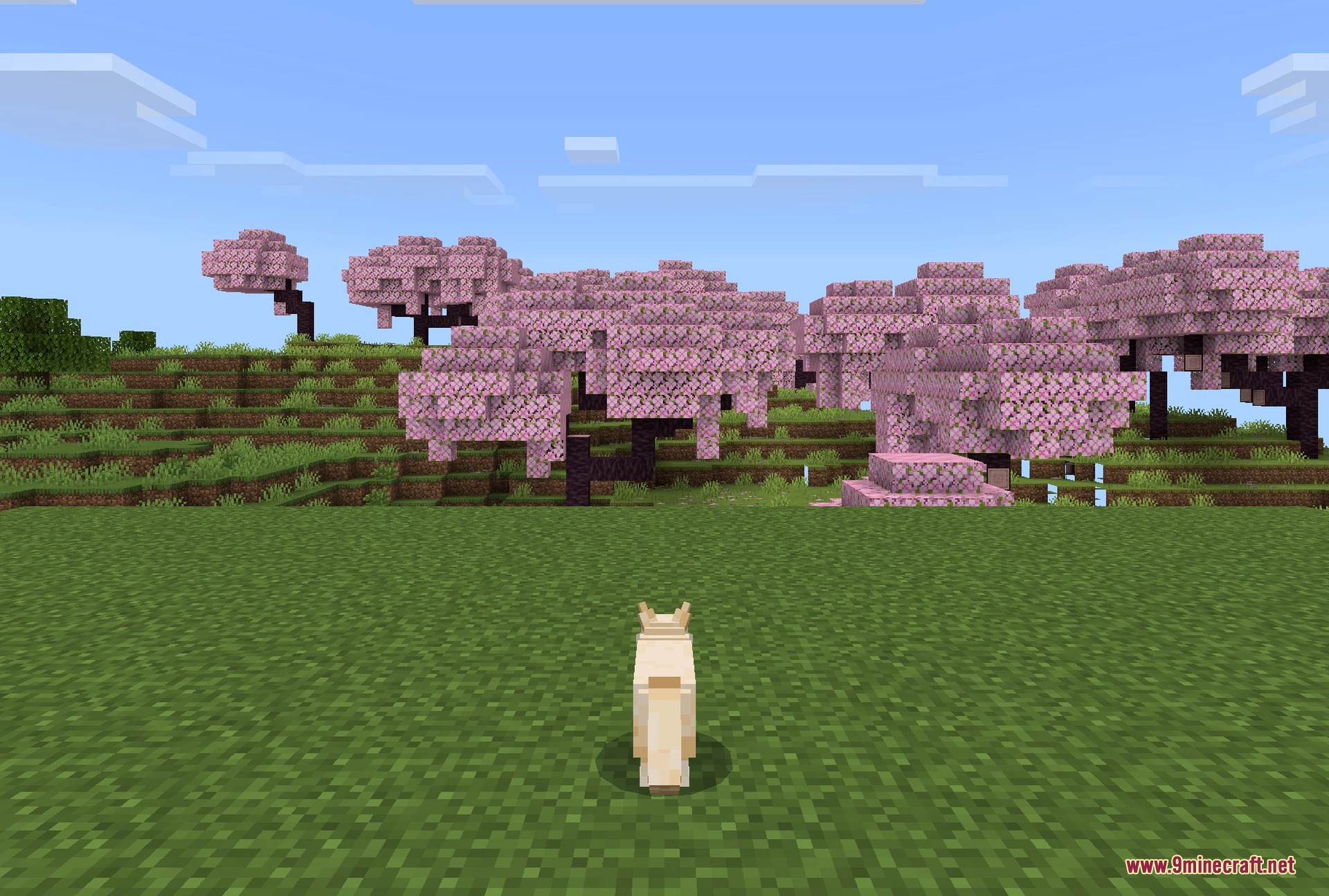 Better Cats Texture Pack Screenshot 4 A tabby on its own