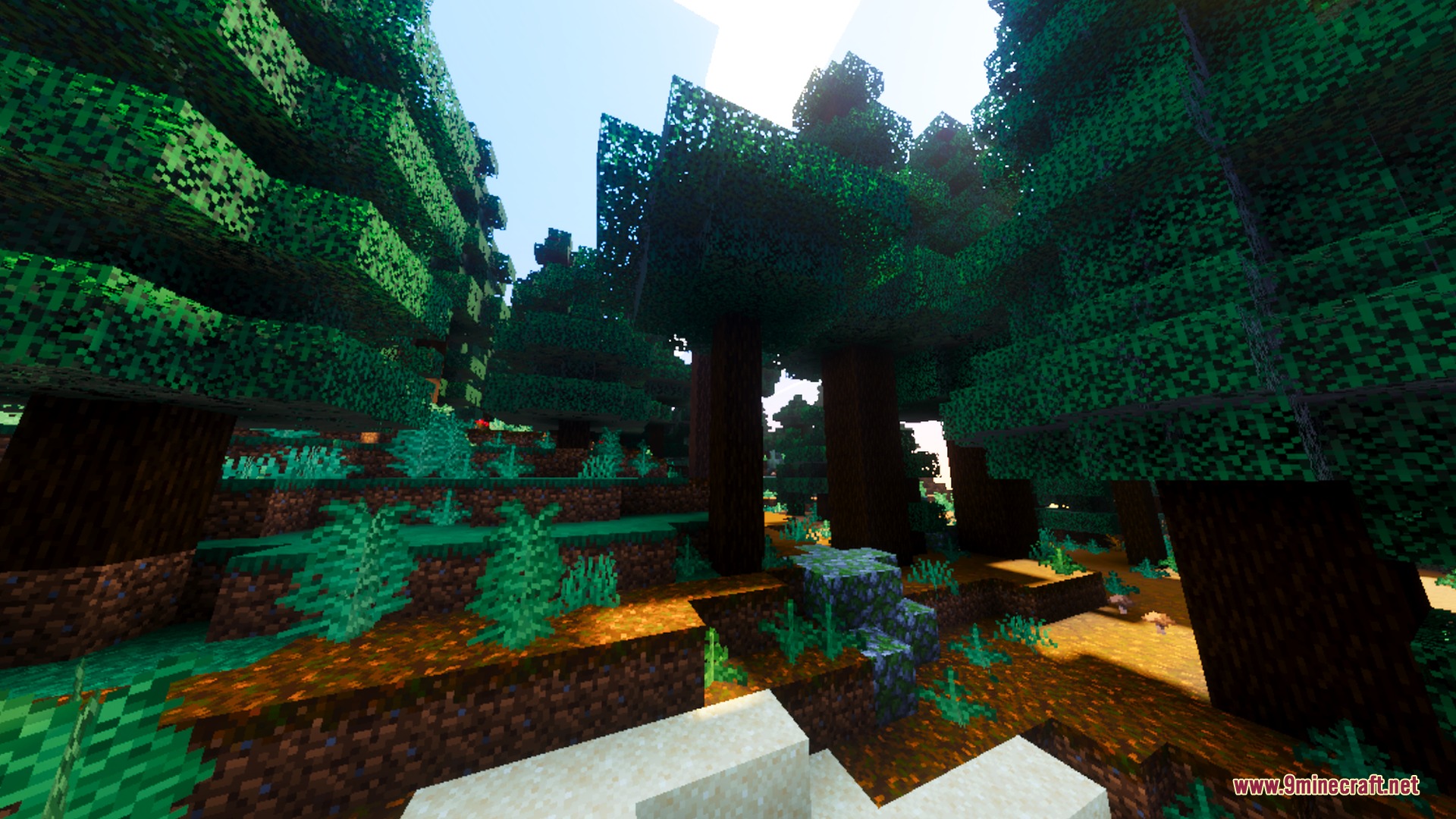 Volumetric sun rays shining brightly through the leaves of a spruce forest