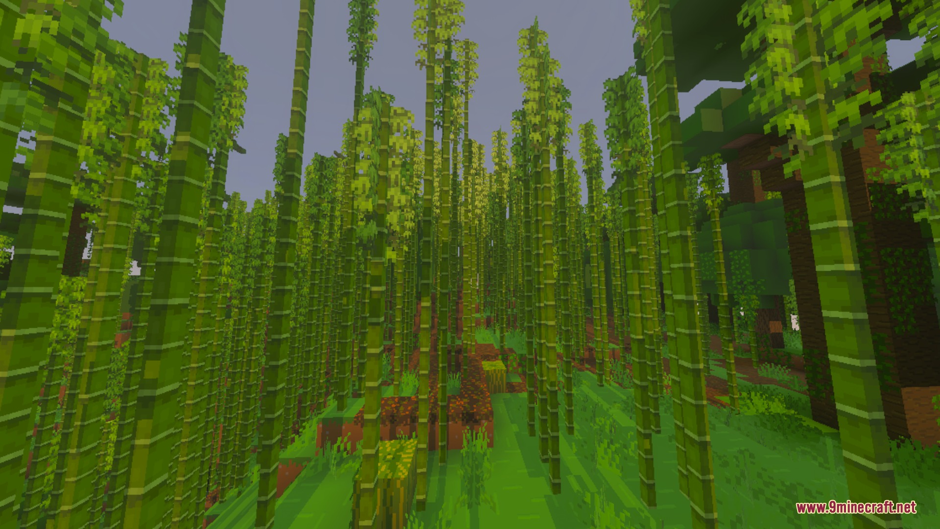 BBSPBRBP Lite Shader Screenshot 8 Dense bamboo forest with clean textures and vibrant green stalks in Minecraft