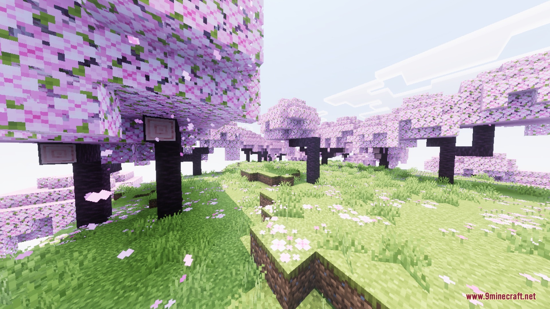 Cherry blossom trees with pink leaves and falling petals in a bright field
