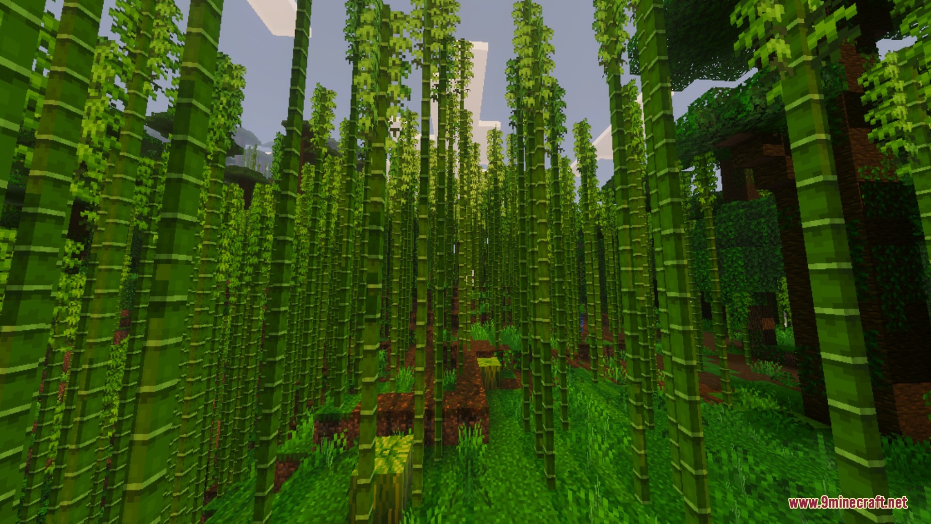 Tall bamboo stalks in a dense forest with lush green grass