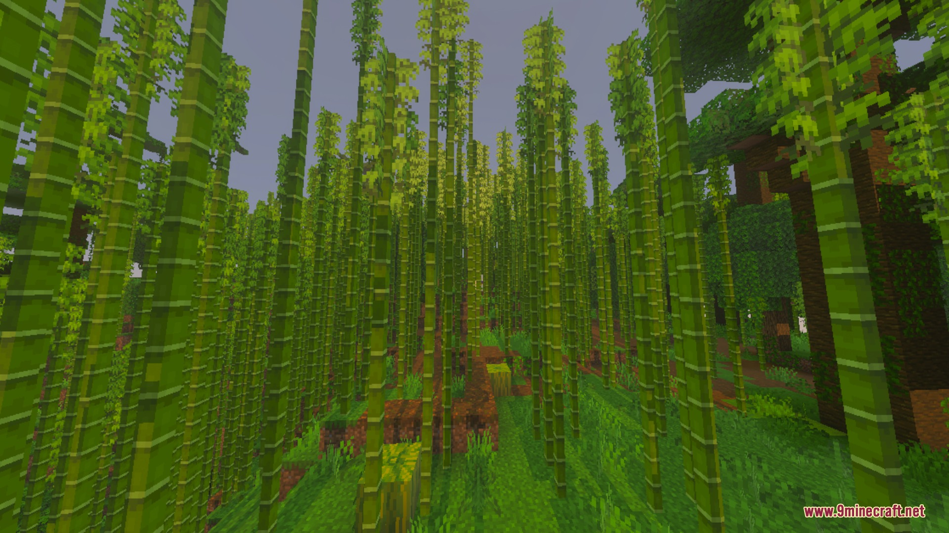 Thick bamboo stalks grow closely together in a lush green jungle biome