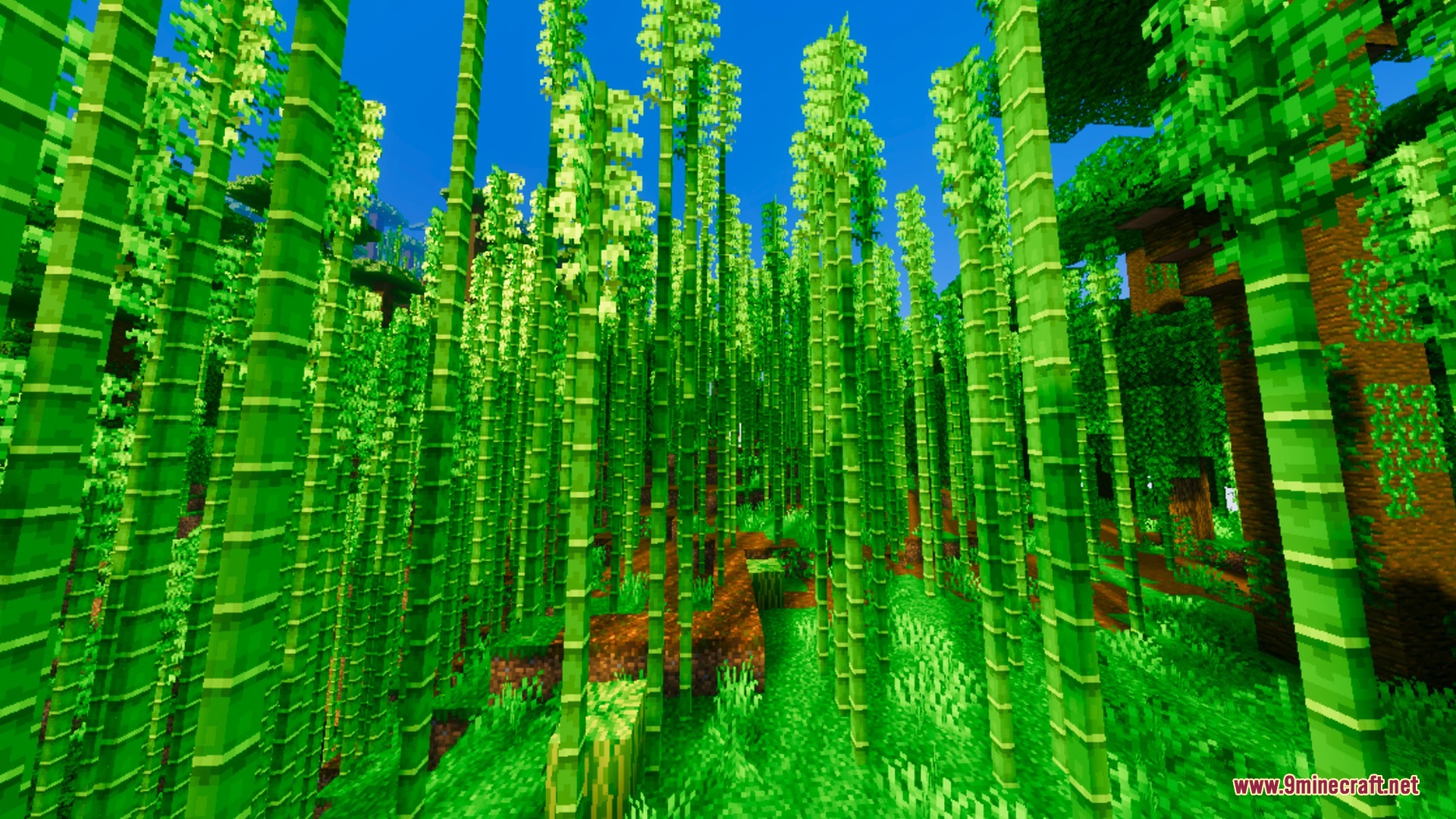 Lush bamboo forest with vibrant green colors and bright sunlight effects