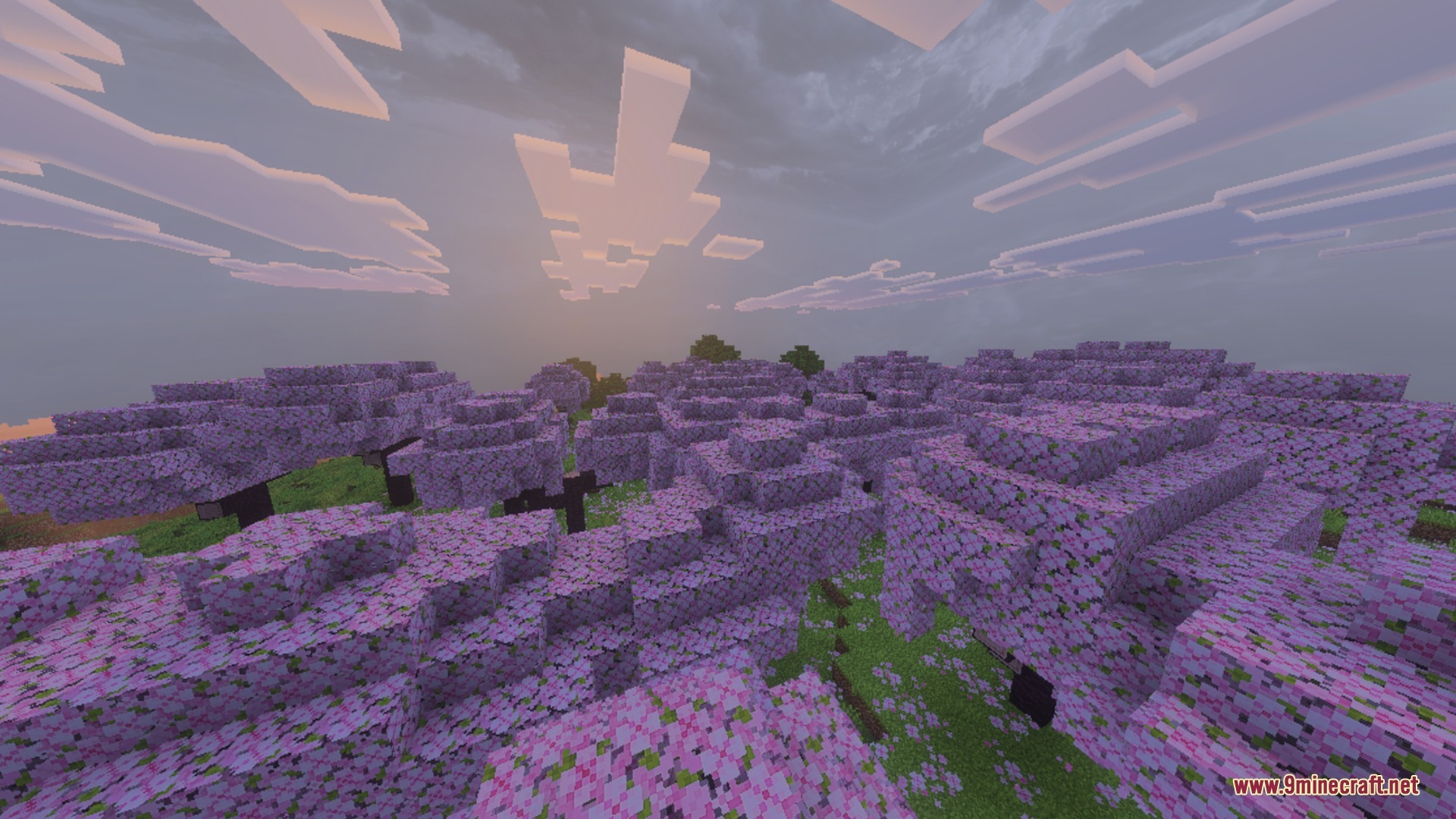 Pink cherry blossom trees stand beneath a detailed and soft cloudy sky