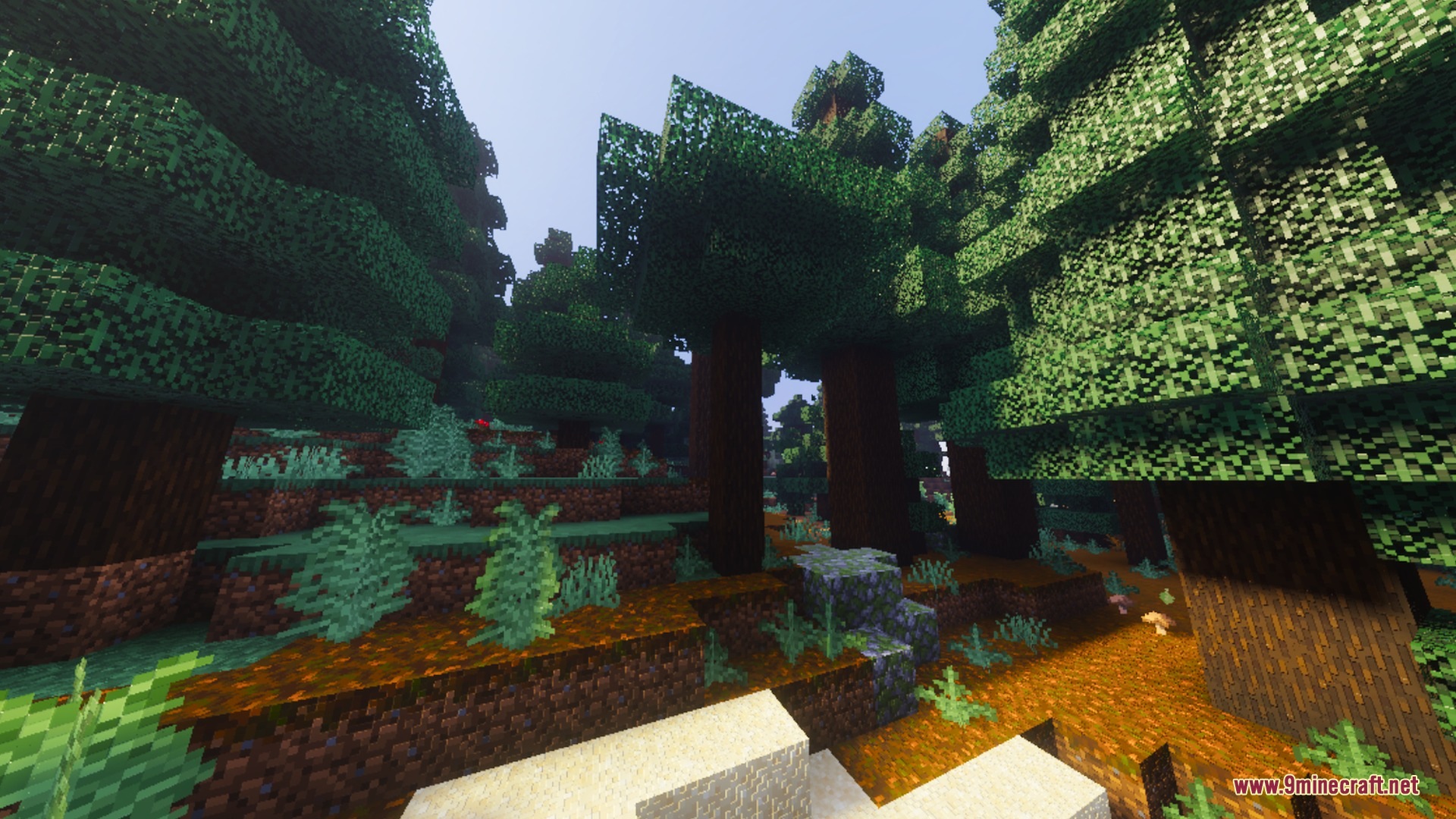 Tall spruce trees stand in a dense forest with podzol ground