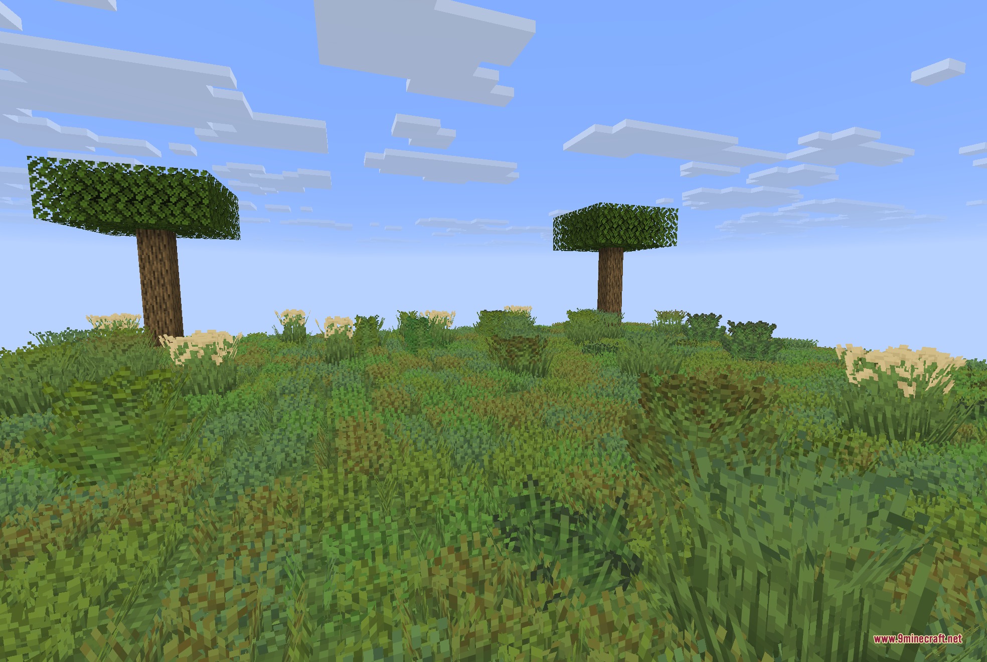 A Minecraft landscape with dense green grass and two trees under a blue sky