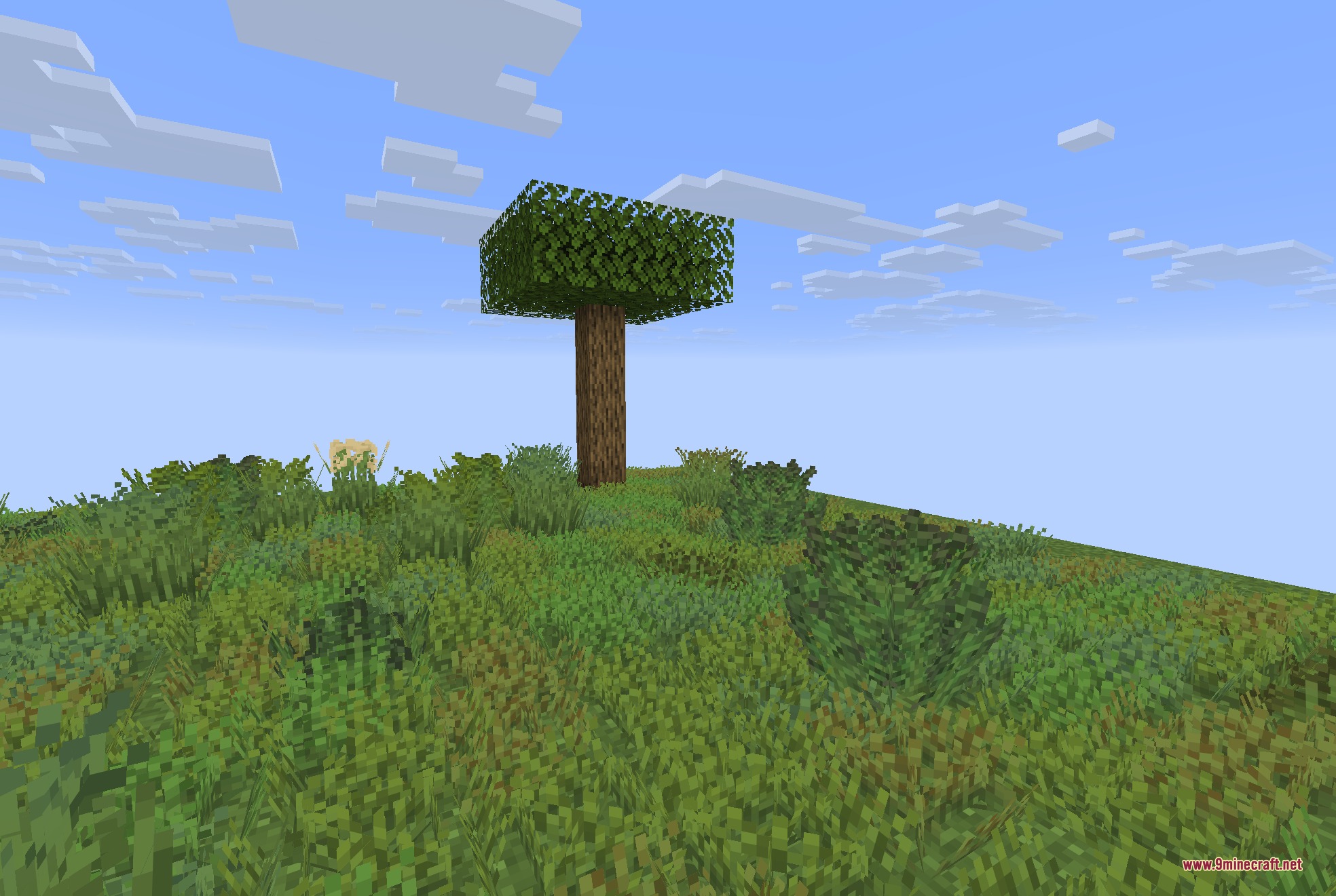 A lone tree stands on a hill covered in lush and varied grass