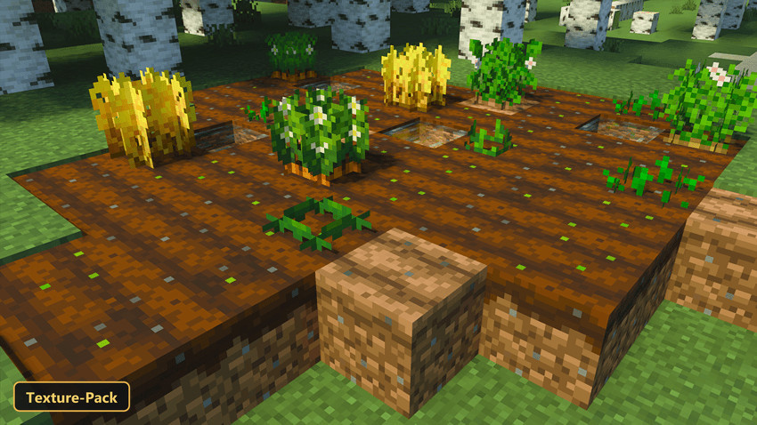 various crops growing in tilled soil in a birch forest
