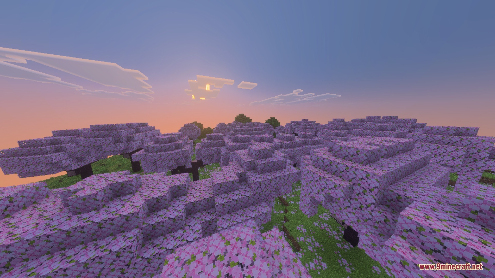 Vibrant pink cherry blossom trees glowing under a soft orange sunset sky