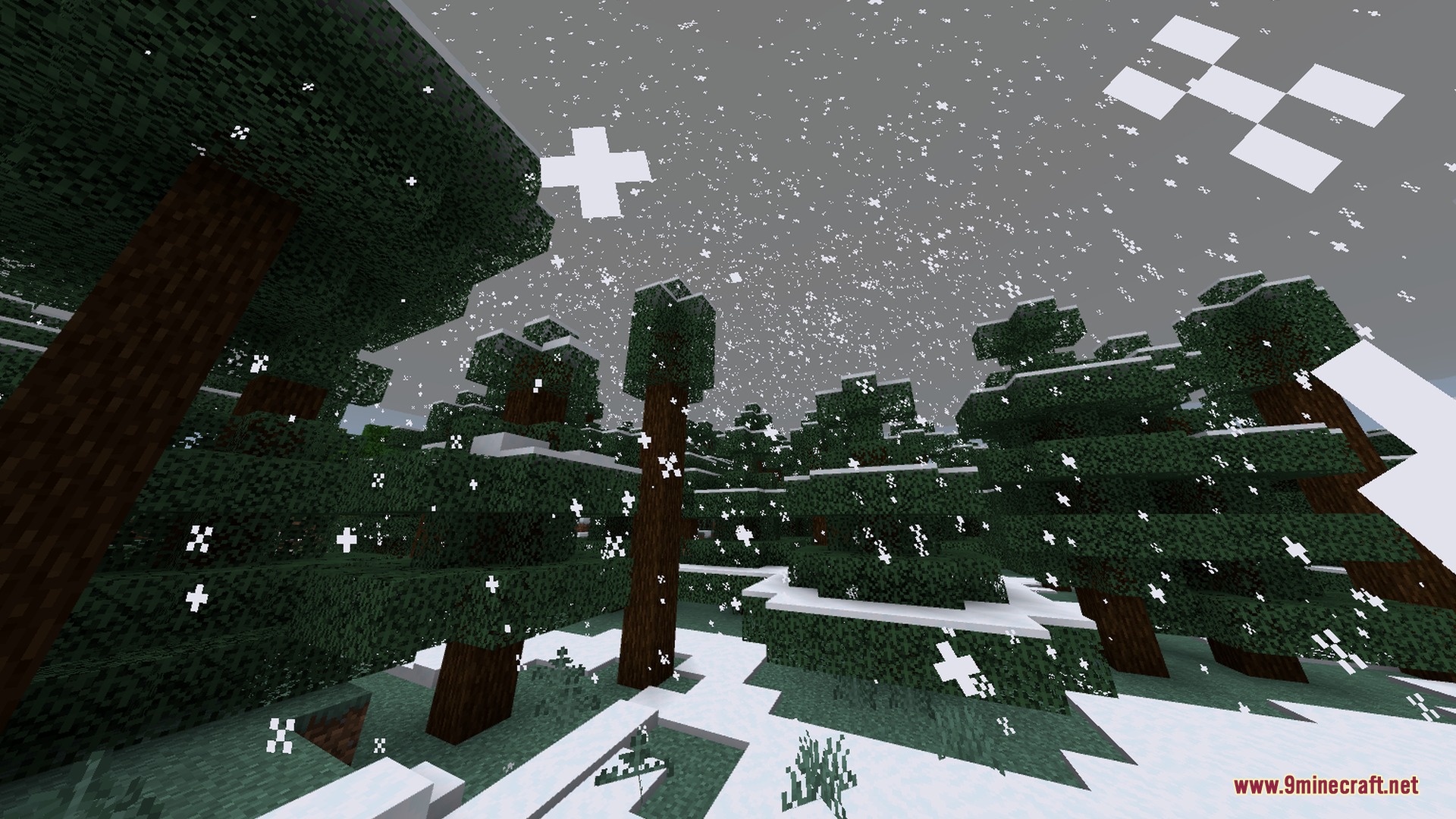 White snow falls over a dense spruce forest covered in snow