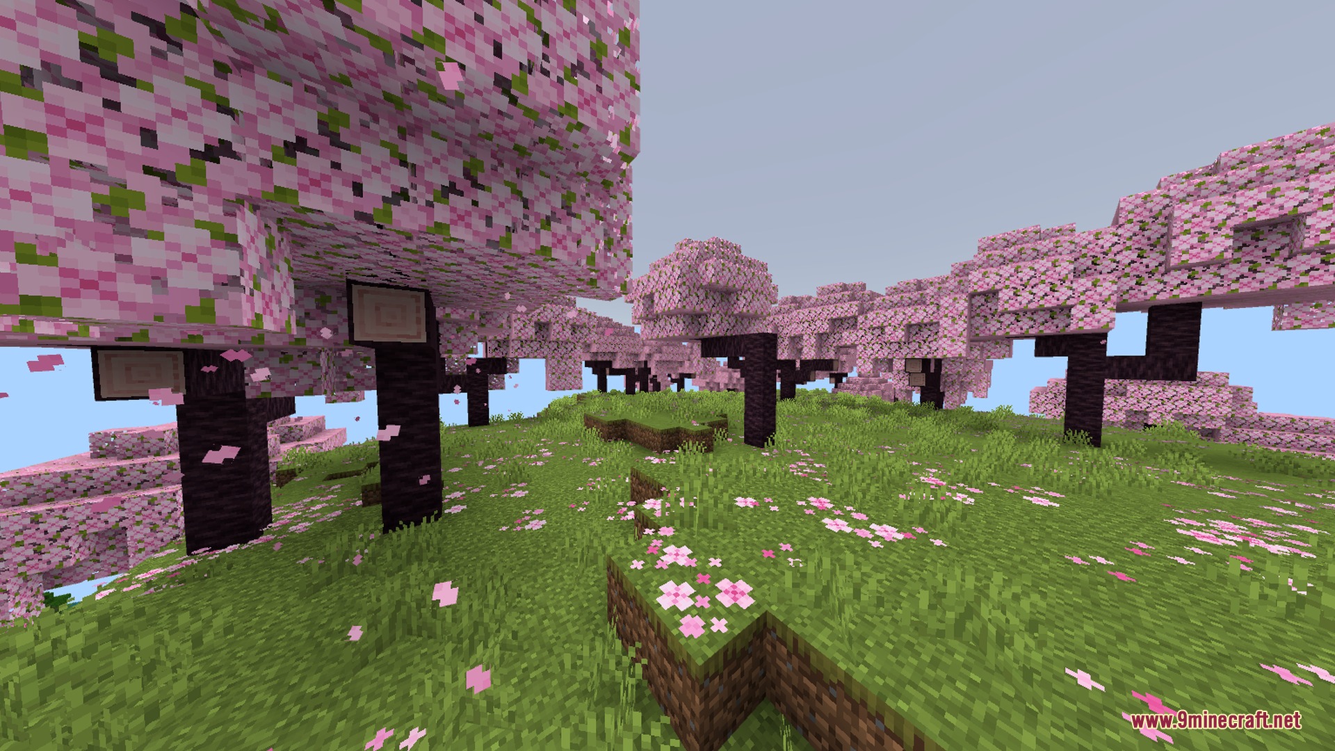 Equinox RD Official enhances the cherry grove biome with realistic lighting and shadows