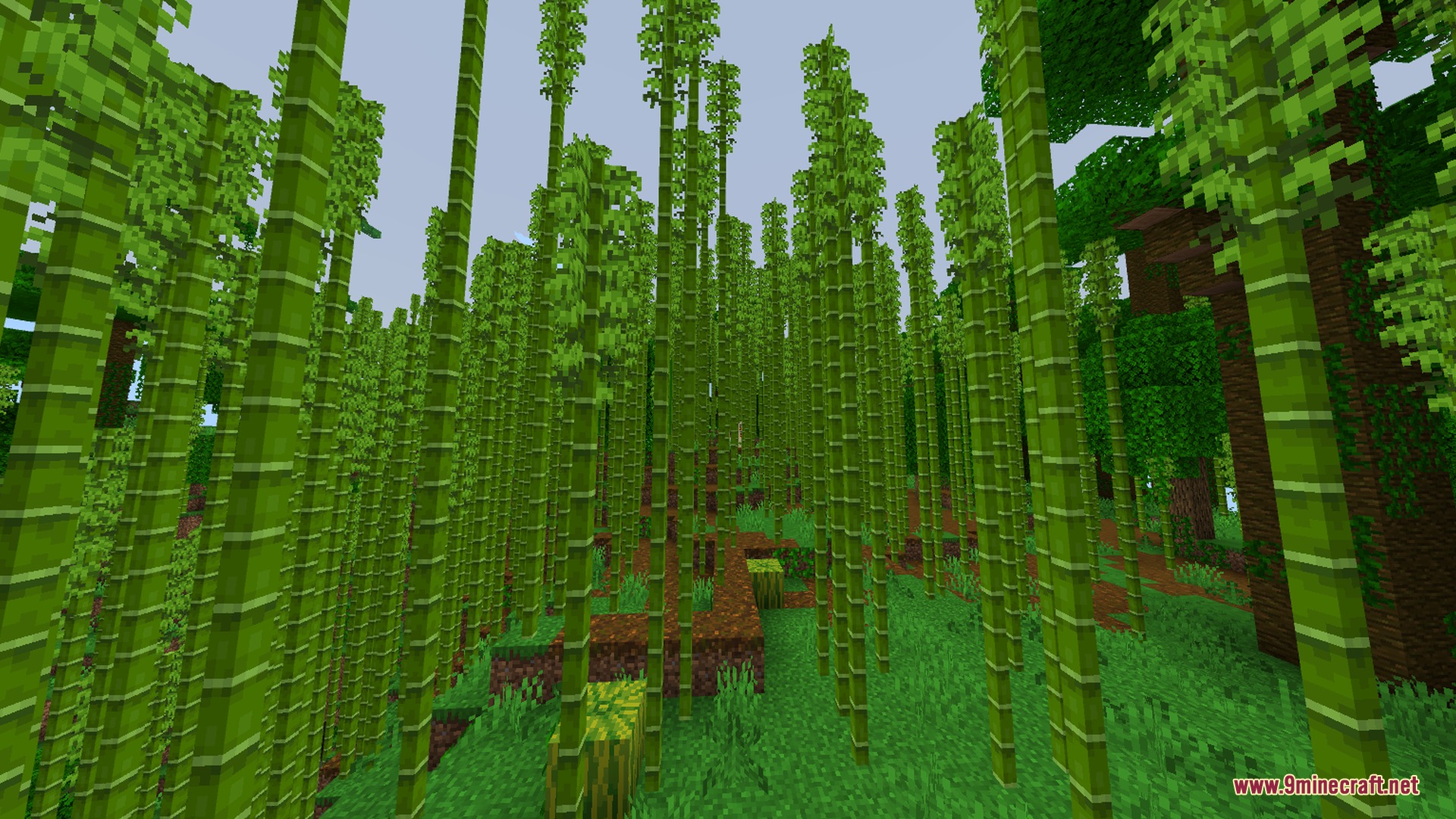 A dense bamboo jungle biome with tall stalks and melons on grass
