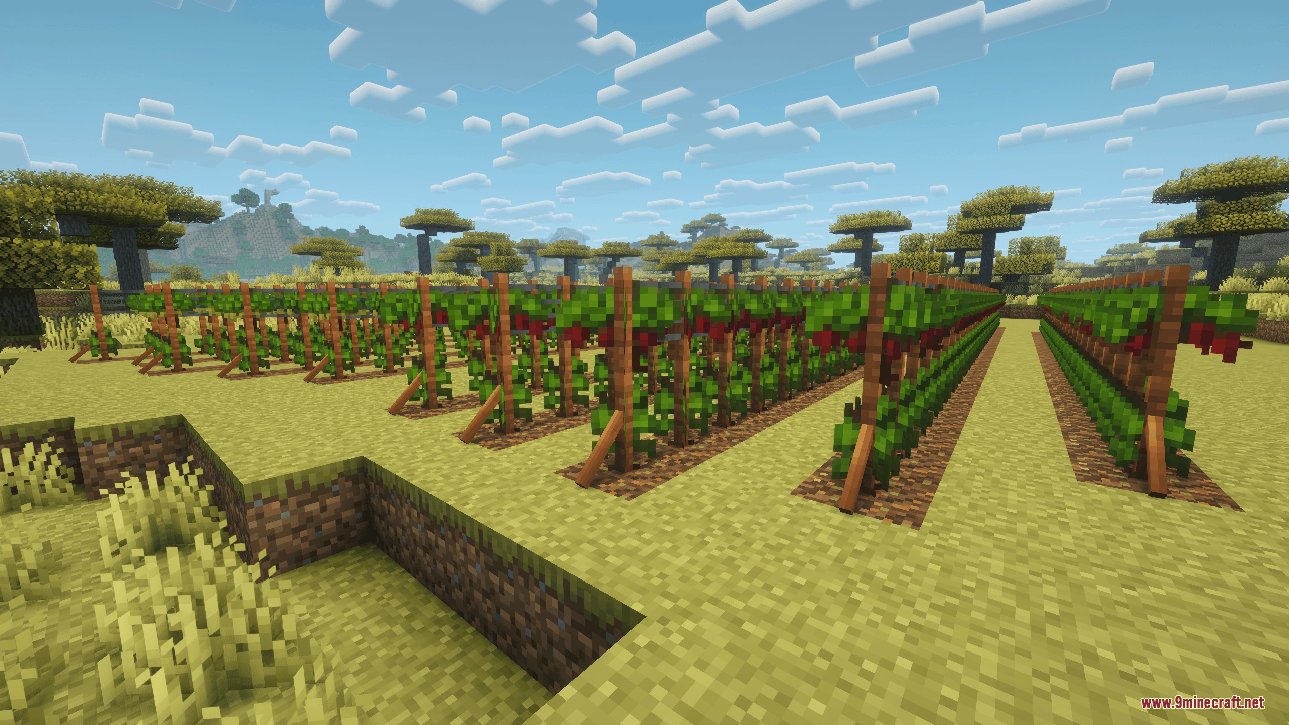 Gilded Grape Harvest Mod Screenshot 1 Red grapevines growing on wooden trellises in a sunny Minecraft savanna field