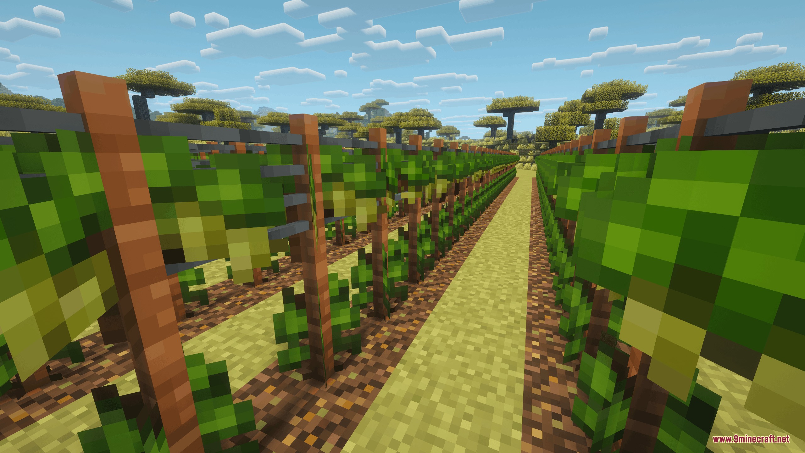 Gilded Grape Harvest Mod Screenshot 3 White grape cultivars growing on wooden trellises in the Gilded Grape Harvest Mod