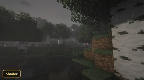 foggy birch forest with wet ground and dense atmosphere