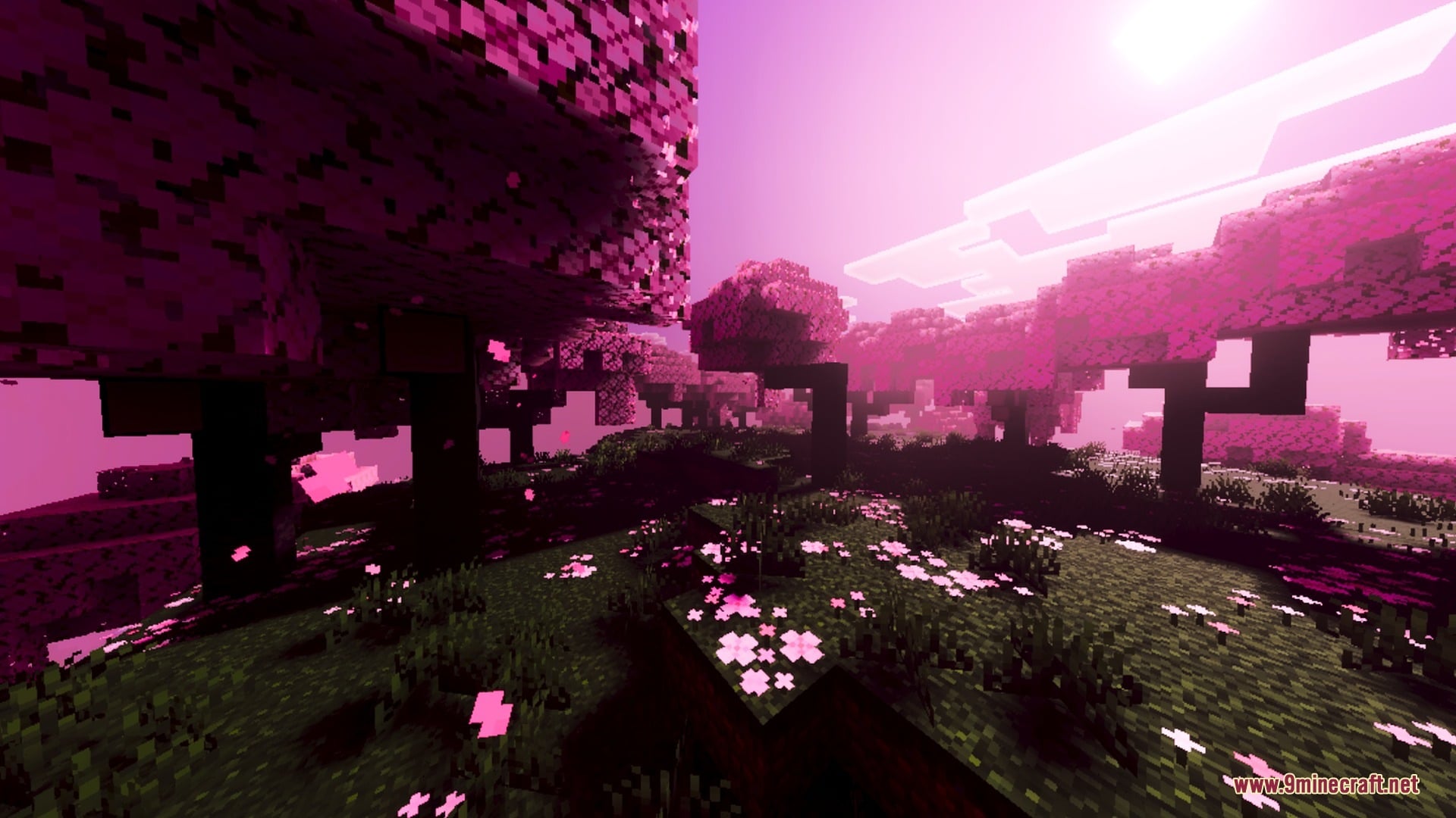 Vibrant pink cherry blossom trees stand under a glowing sky with scattered petals