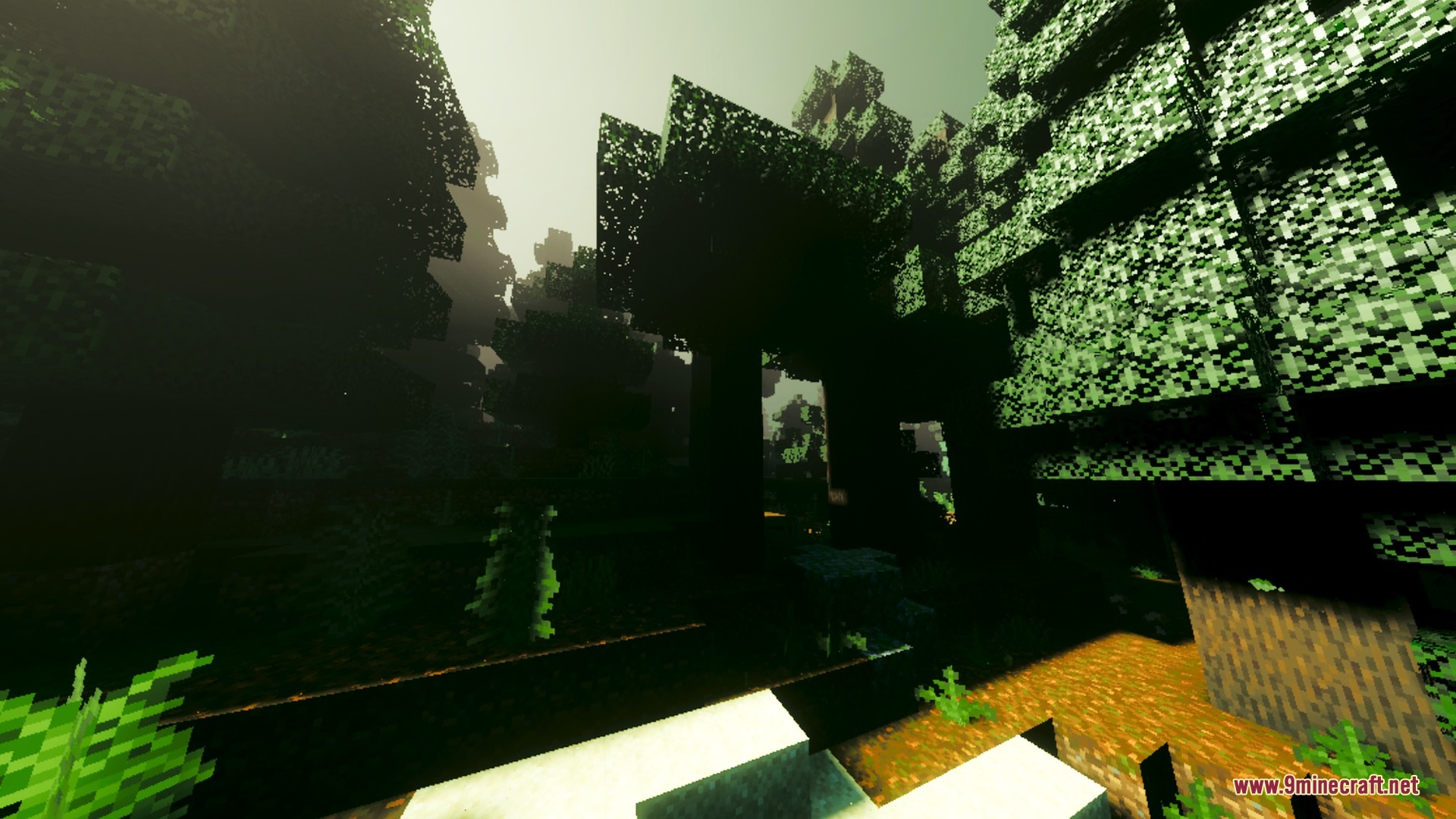 Bright sunlight filters through the dense canopy of an overgrown dark forest