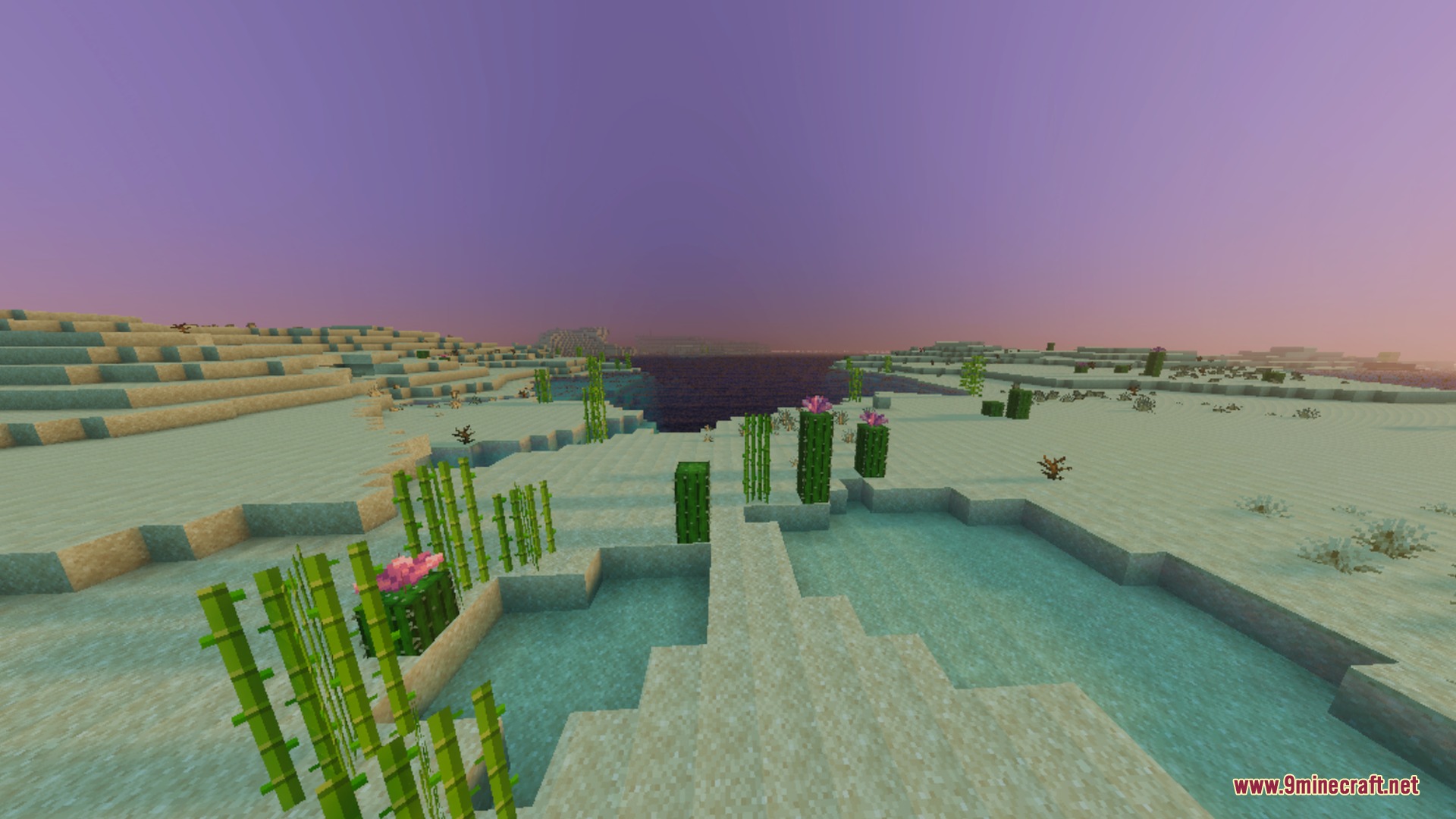 Cinematic desert view with sugar cane and cacti during a purple sunset