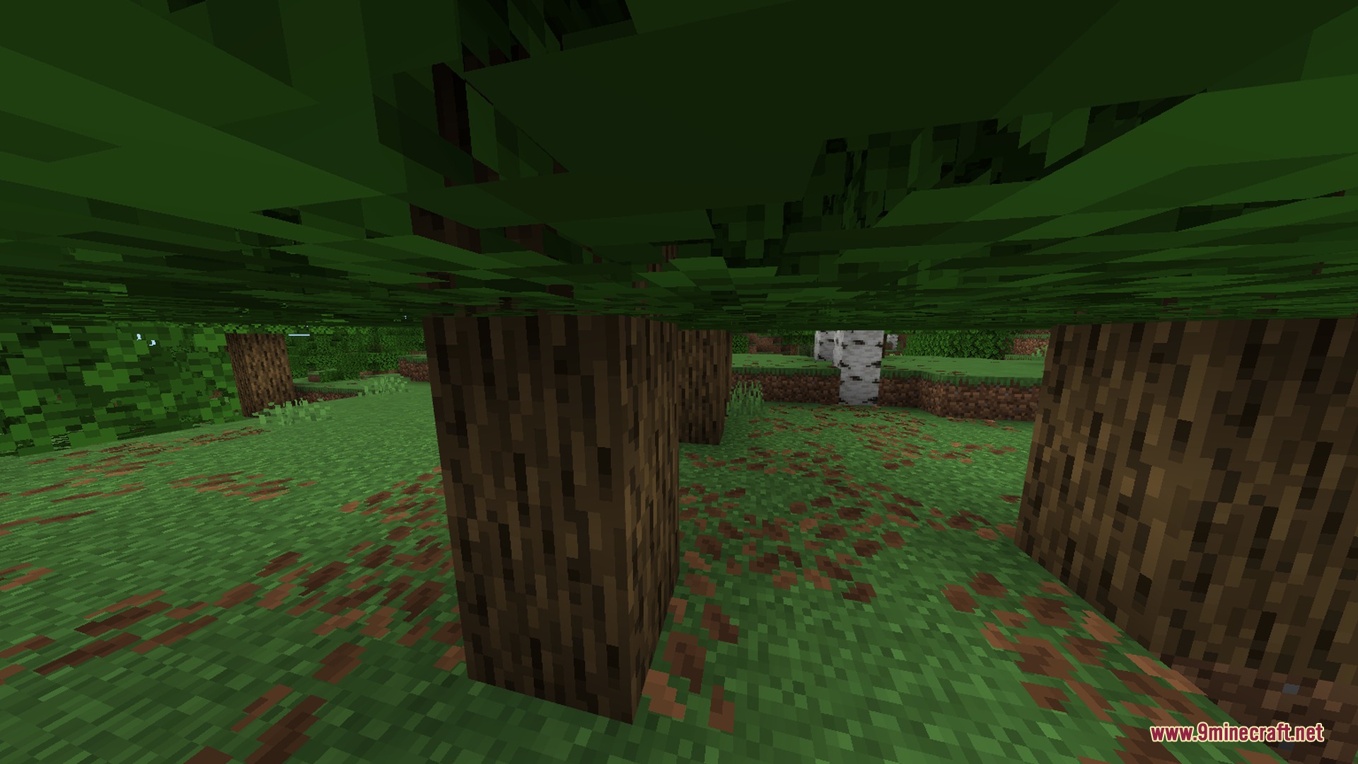Looking out from underneath the thick green leaves of a dense forest canopy