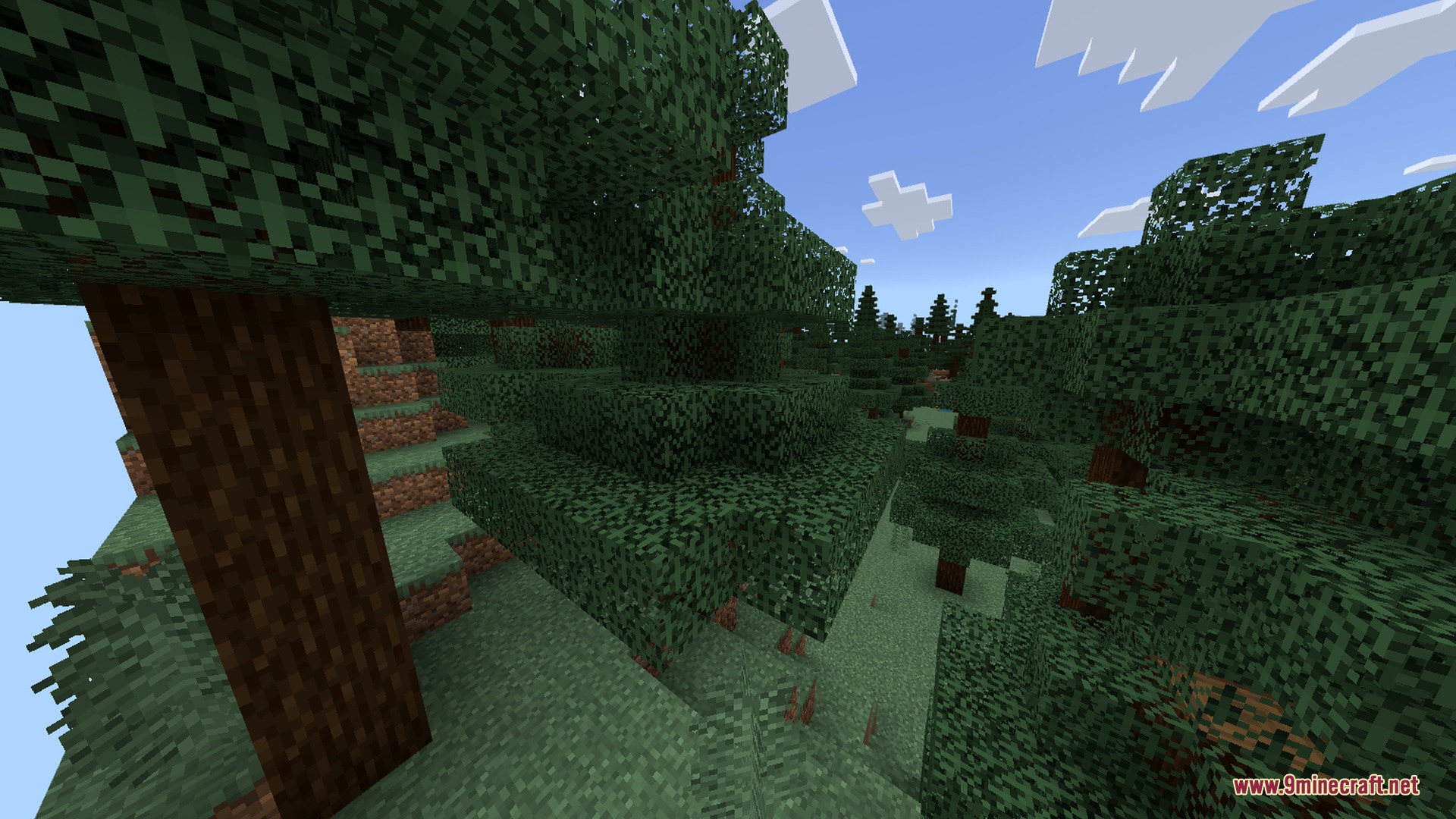 Dense spruce forest with lush green grass and tall trees in Minecraft